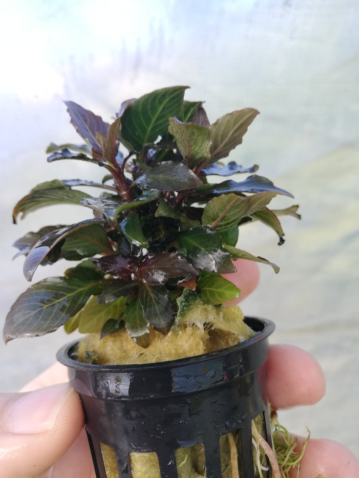 Hygrophila Corymbosa Compact