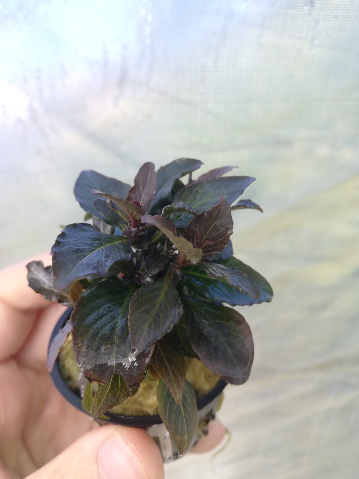 Hygrophila Corymbosa Compact