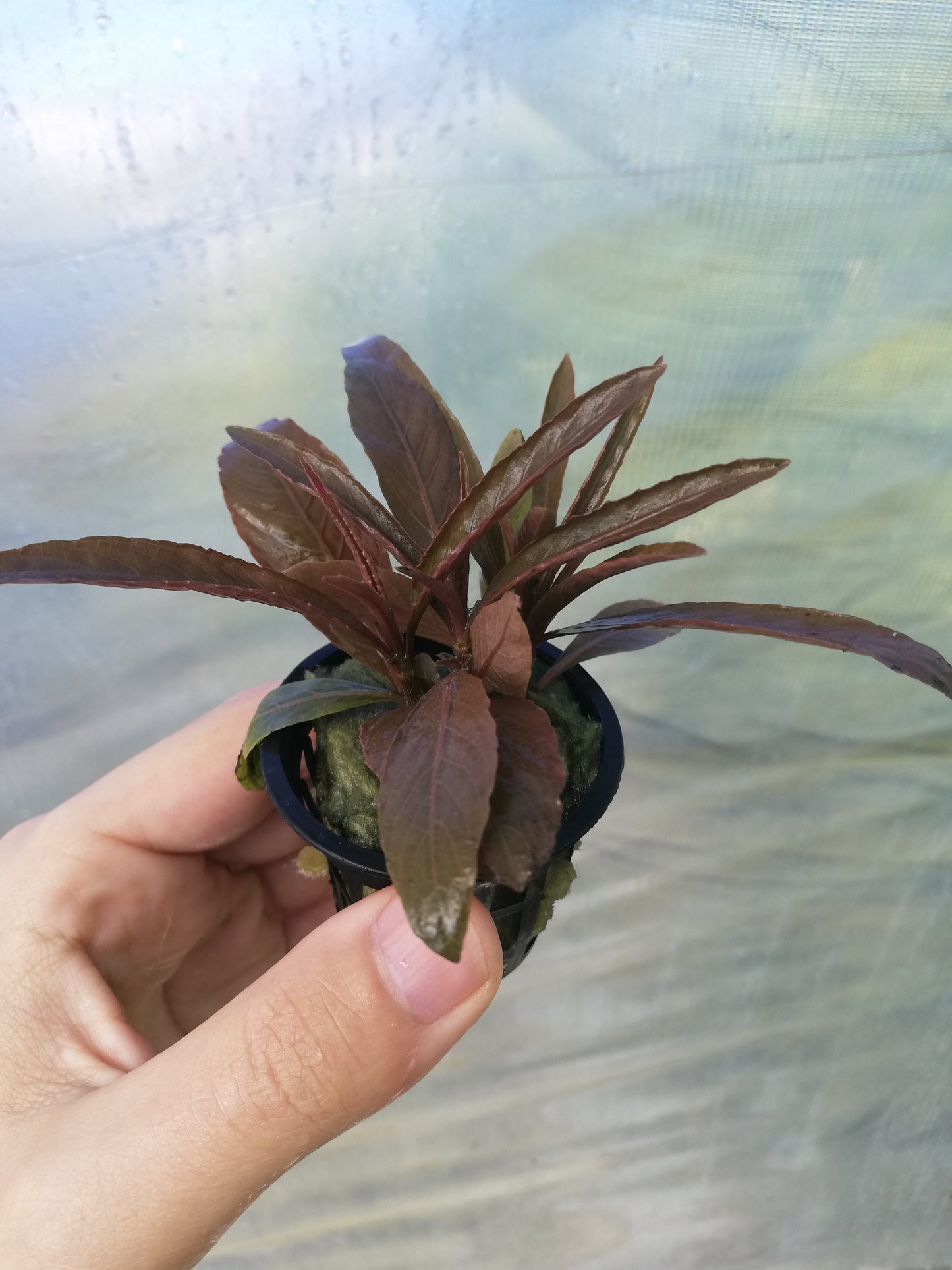 Hygrophila Red