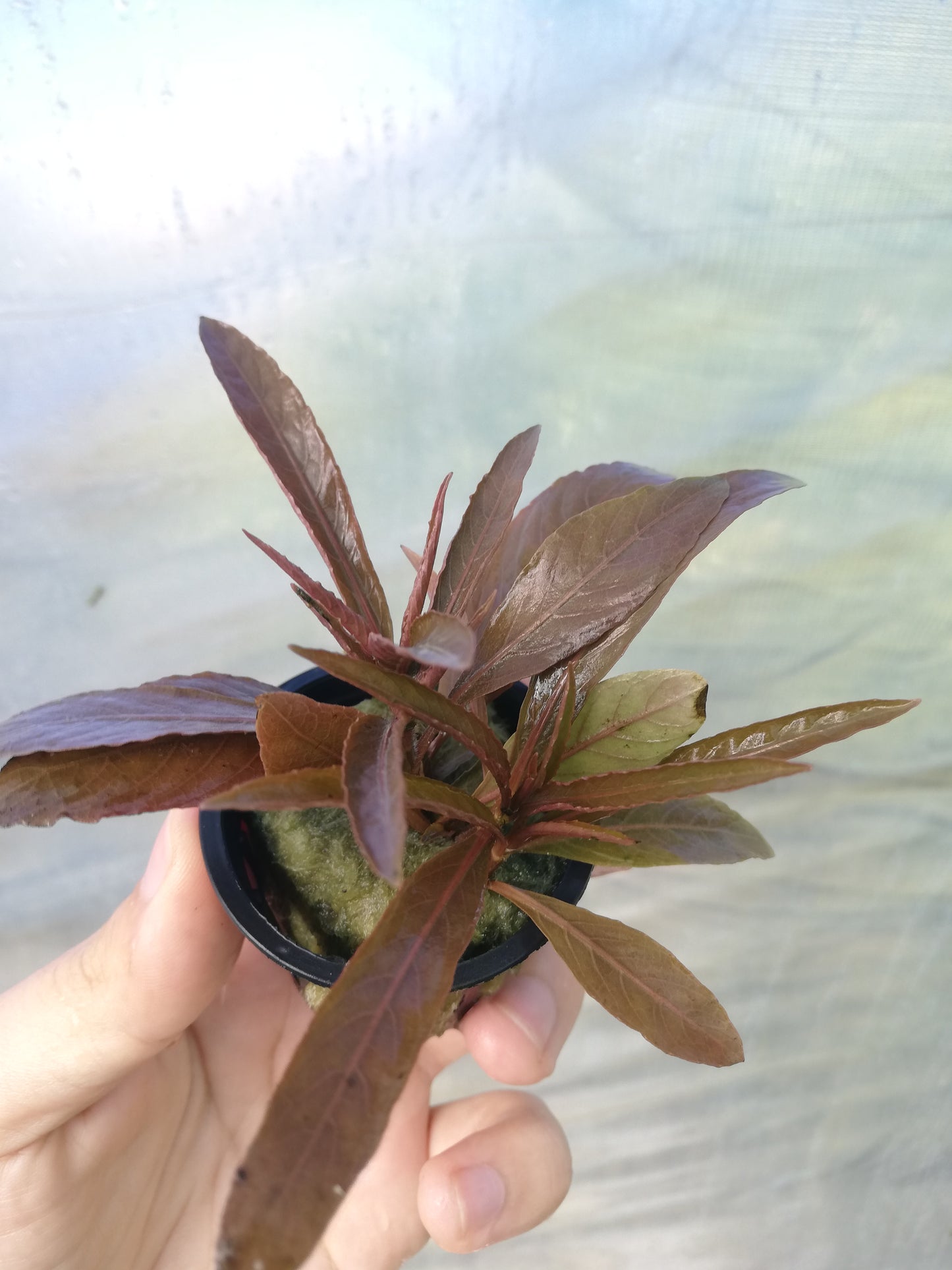 Hygrophila Red
