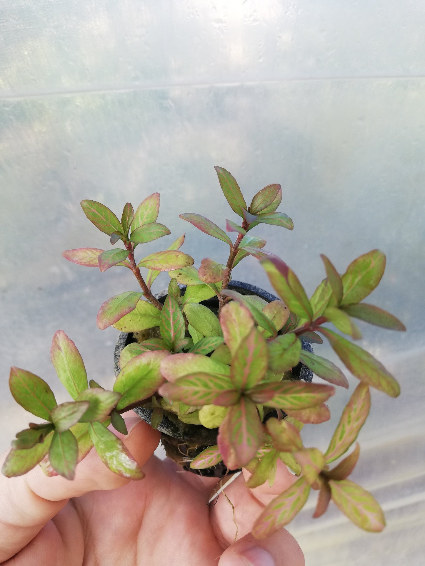 Hygrophila Rosaenervis