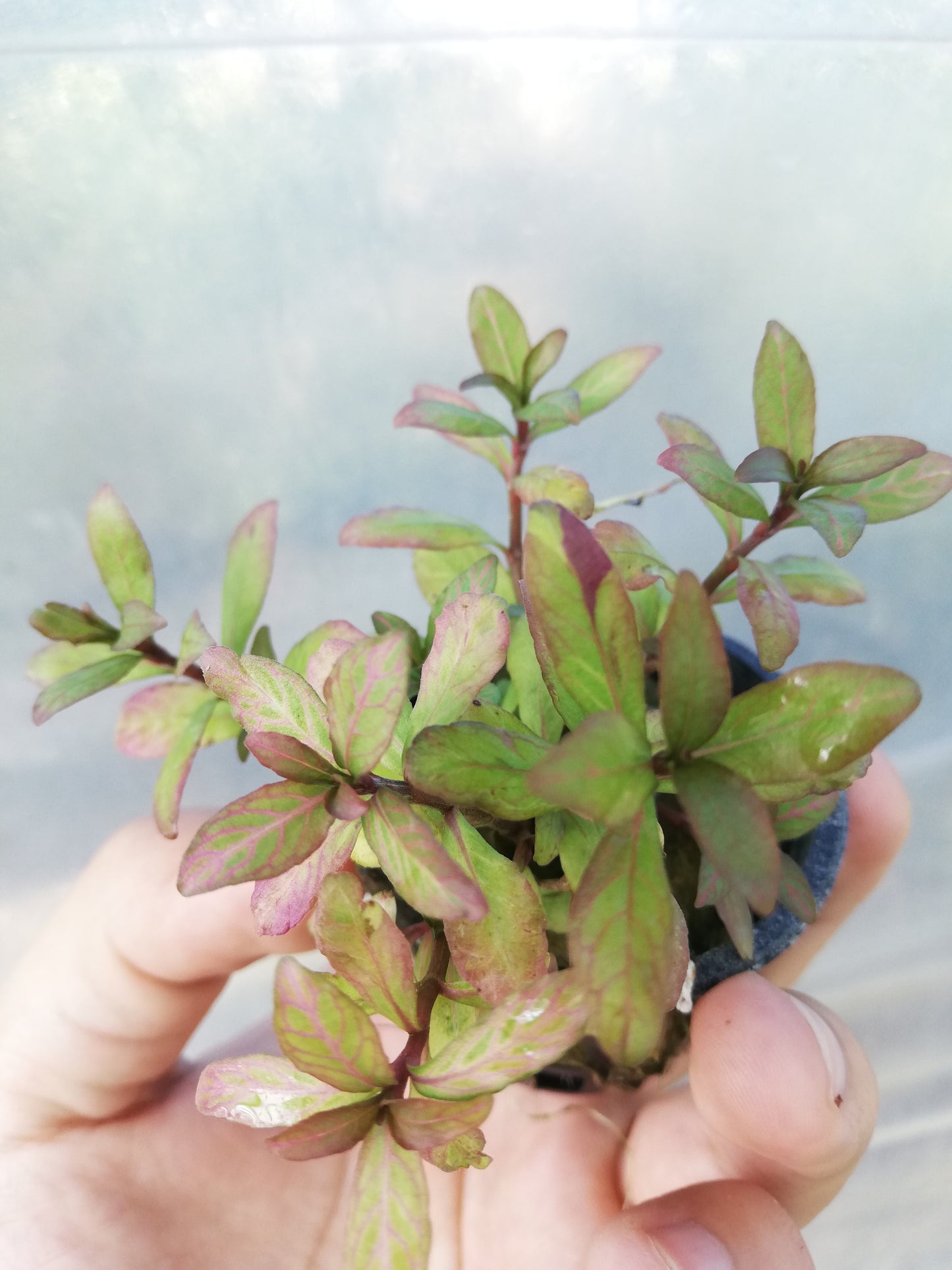Hygrophila Rosaenervis