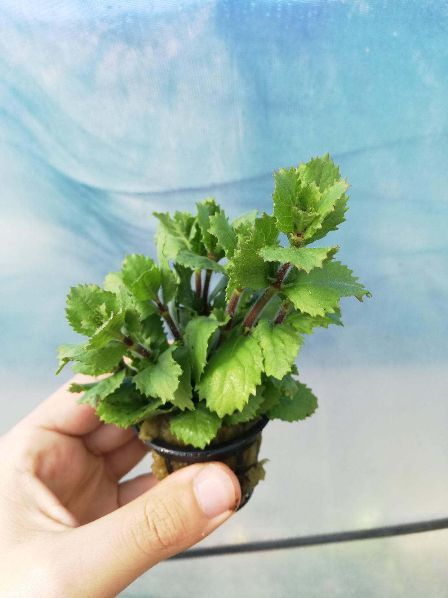 Hygrophila Difformis Emersed