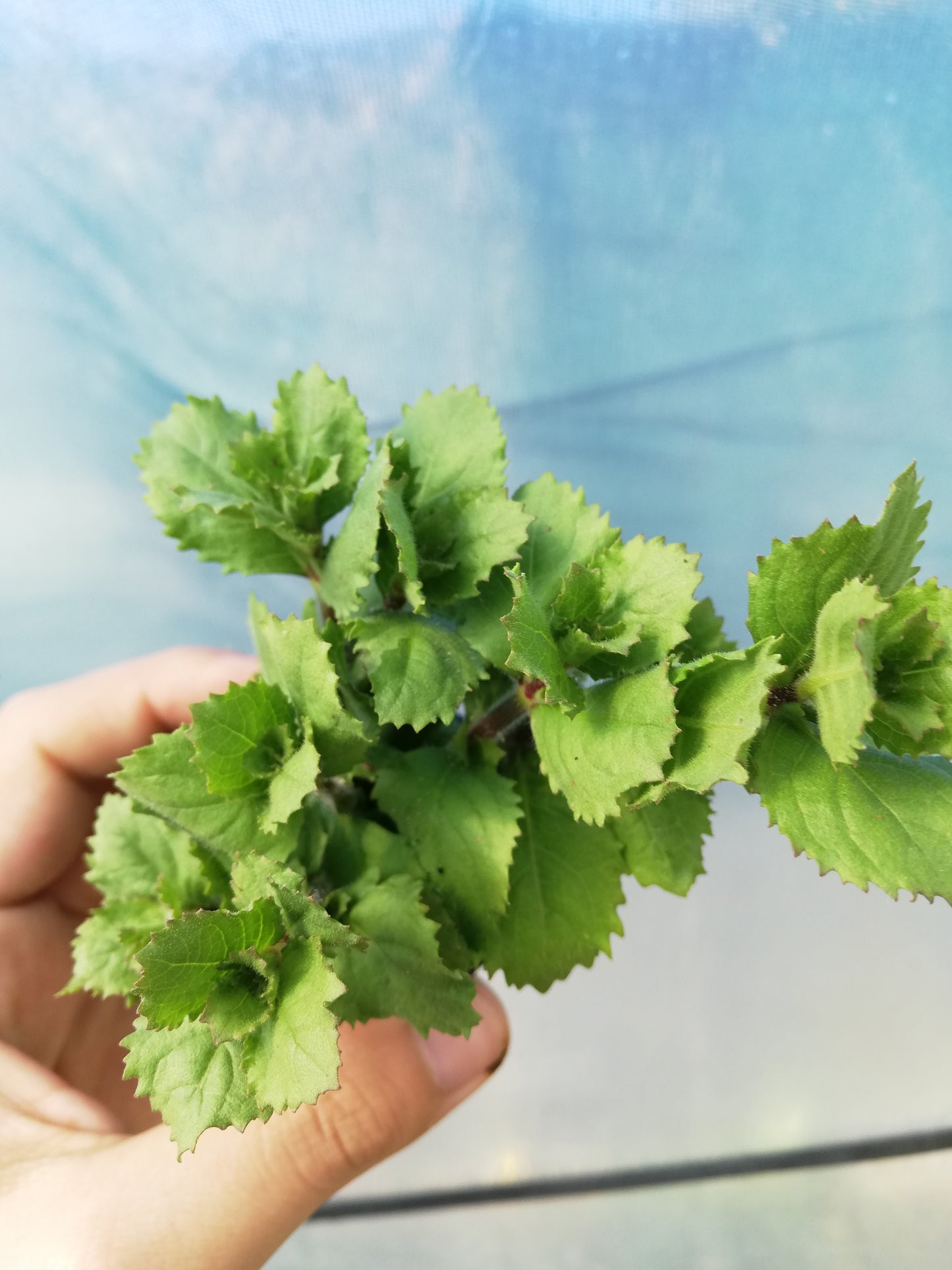 Hygrophila Difformis Emersed