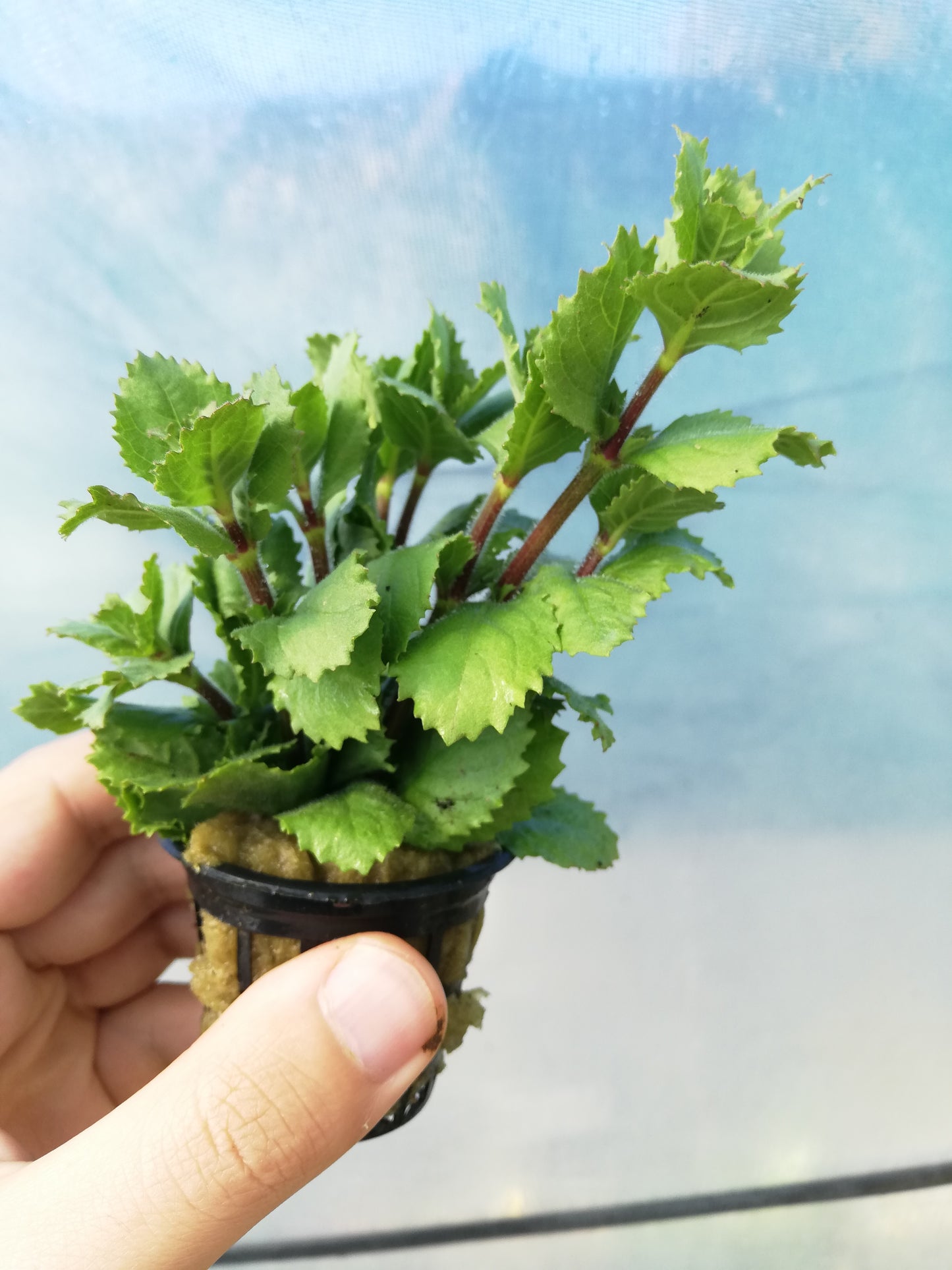 Hygrophila Difformis Emersed