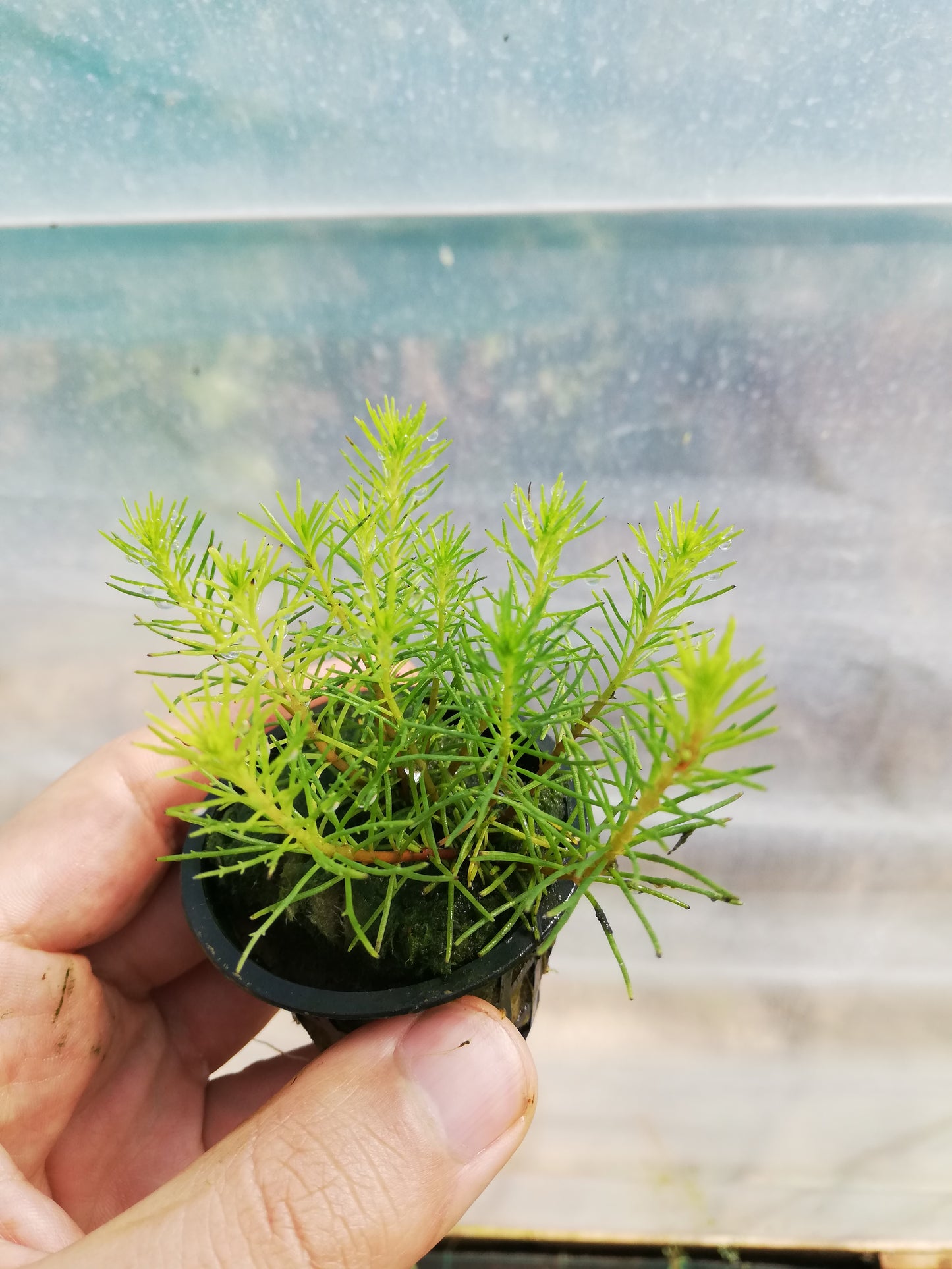 Bacopa Myriophylloides