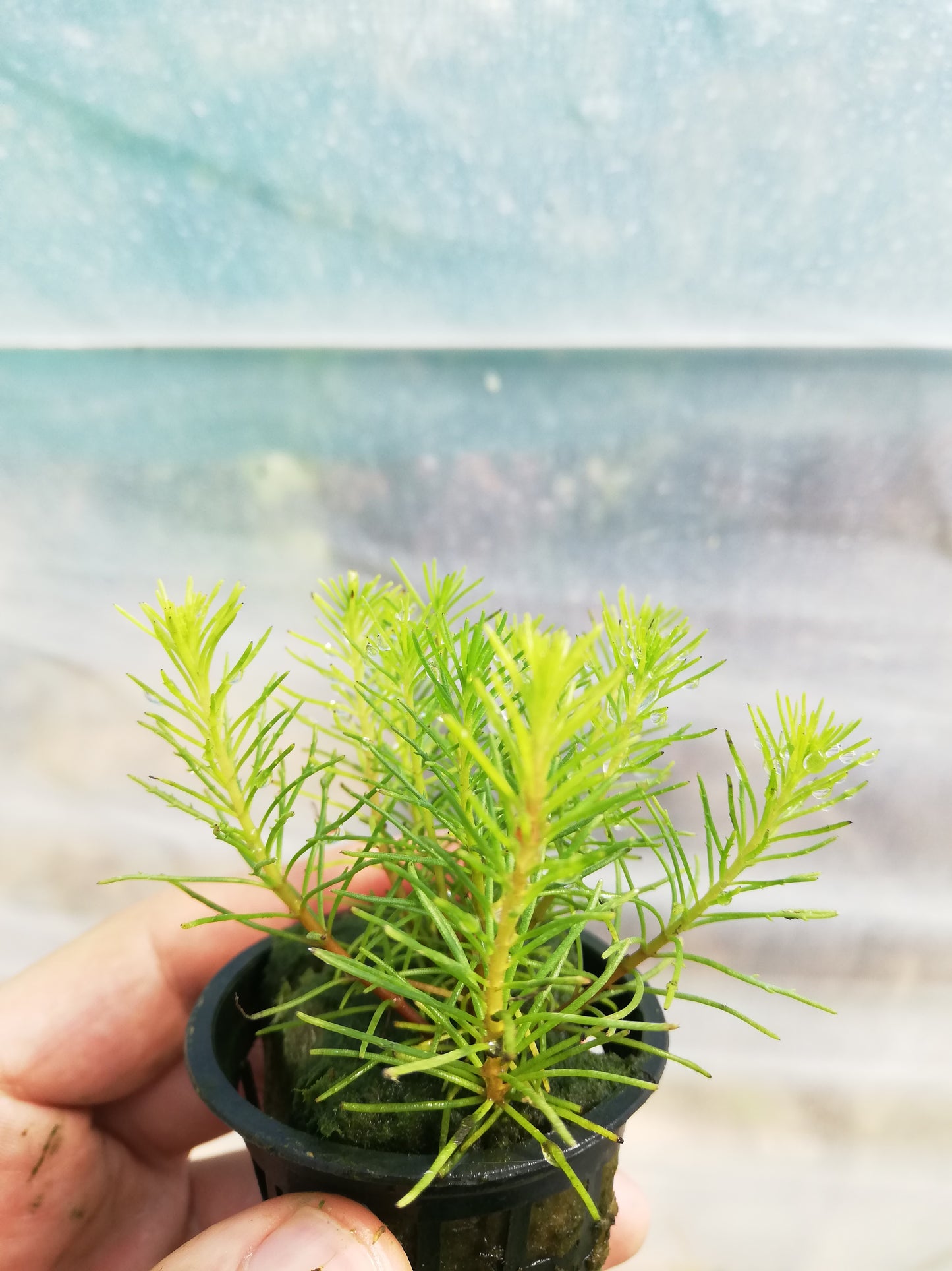 Bacopa Myriophylloides