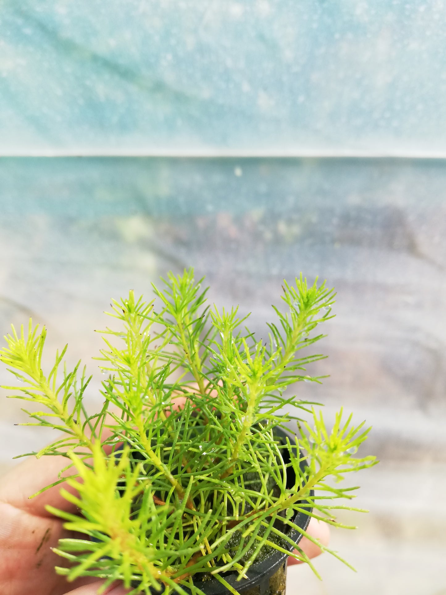 Bacopa Myriophylloides