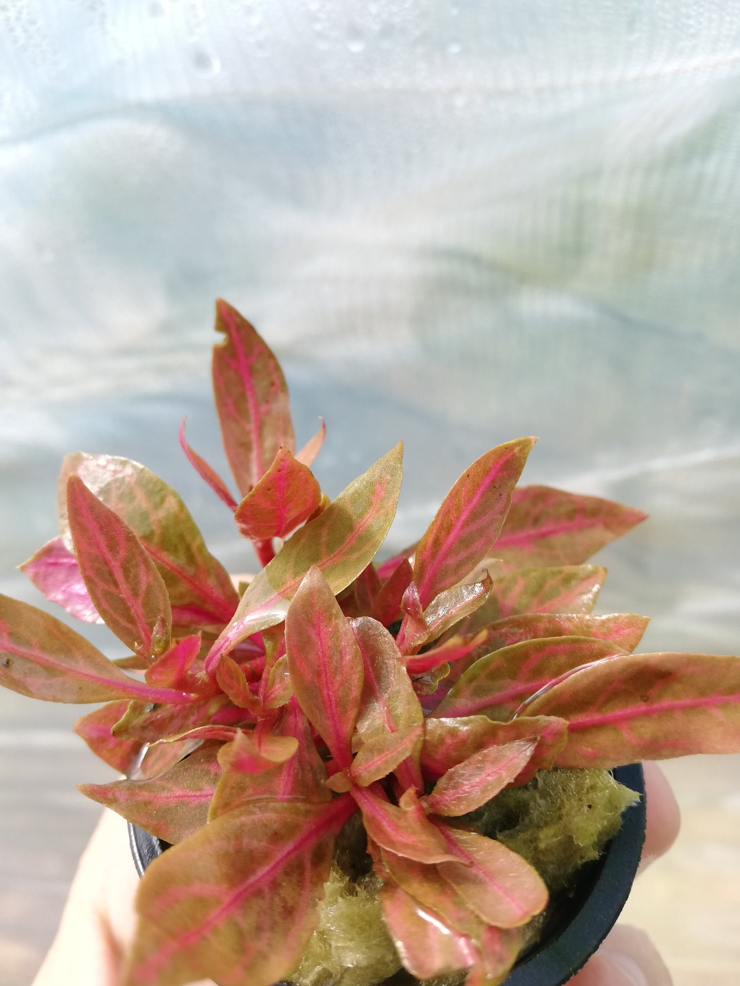 Alternanthera Variegata