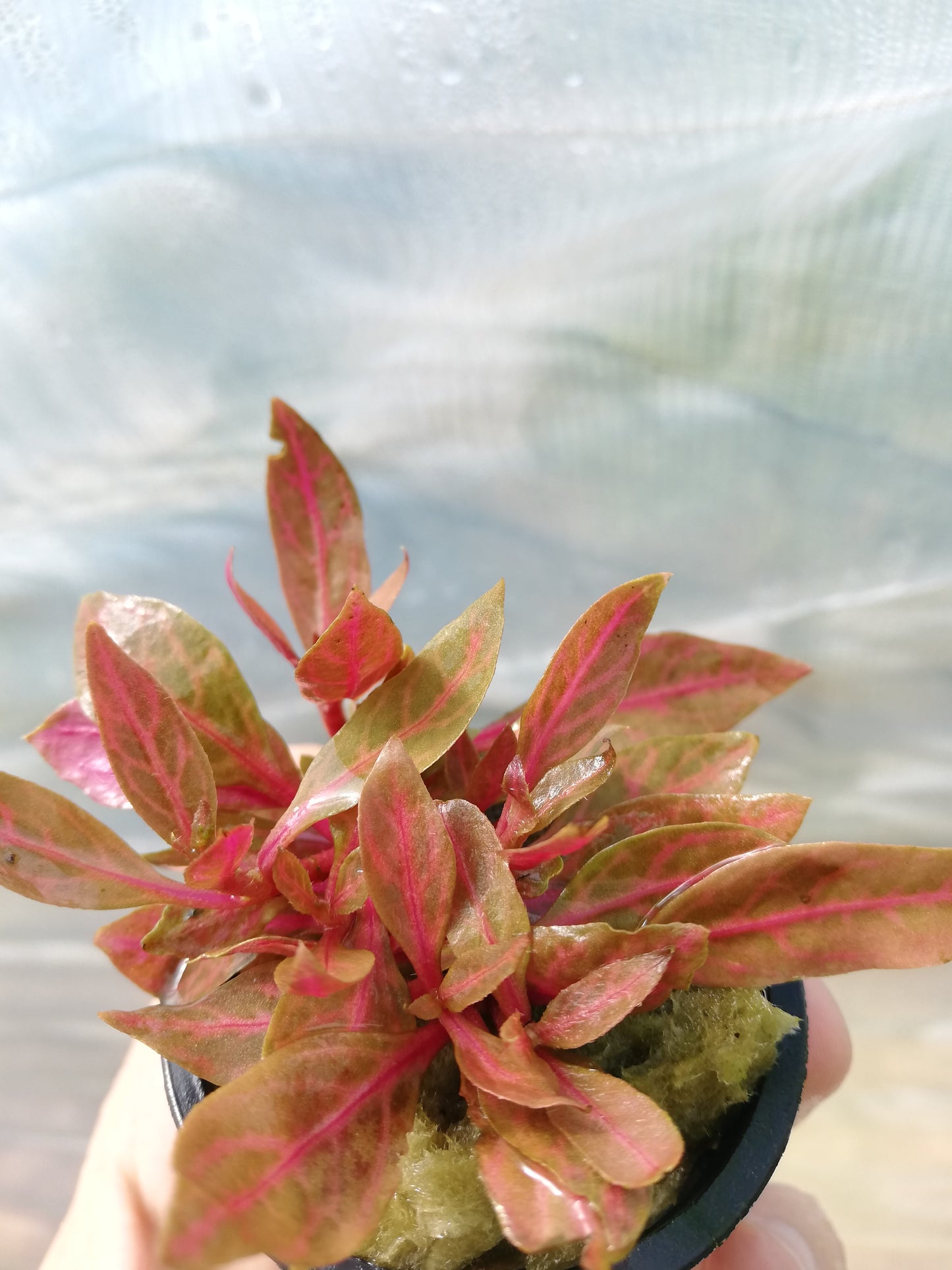 Alternanthera Variegata