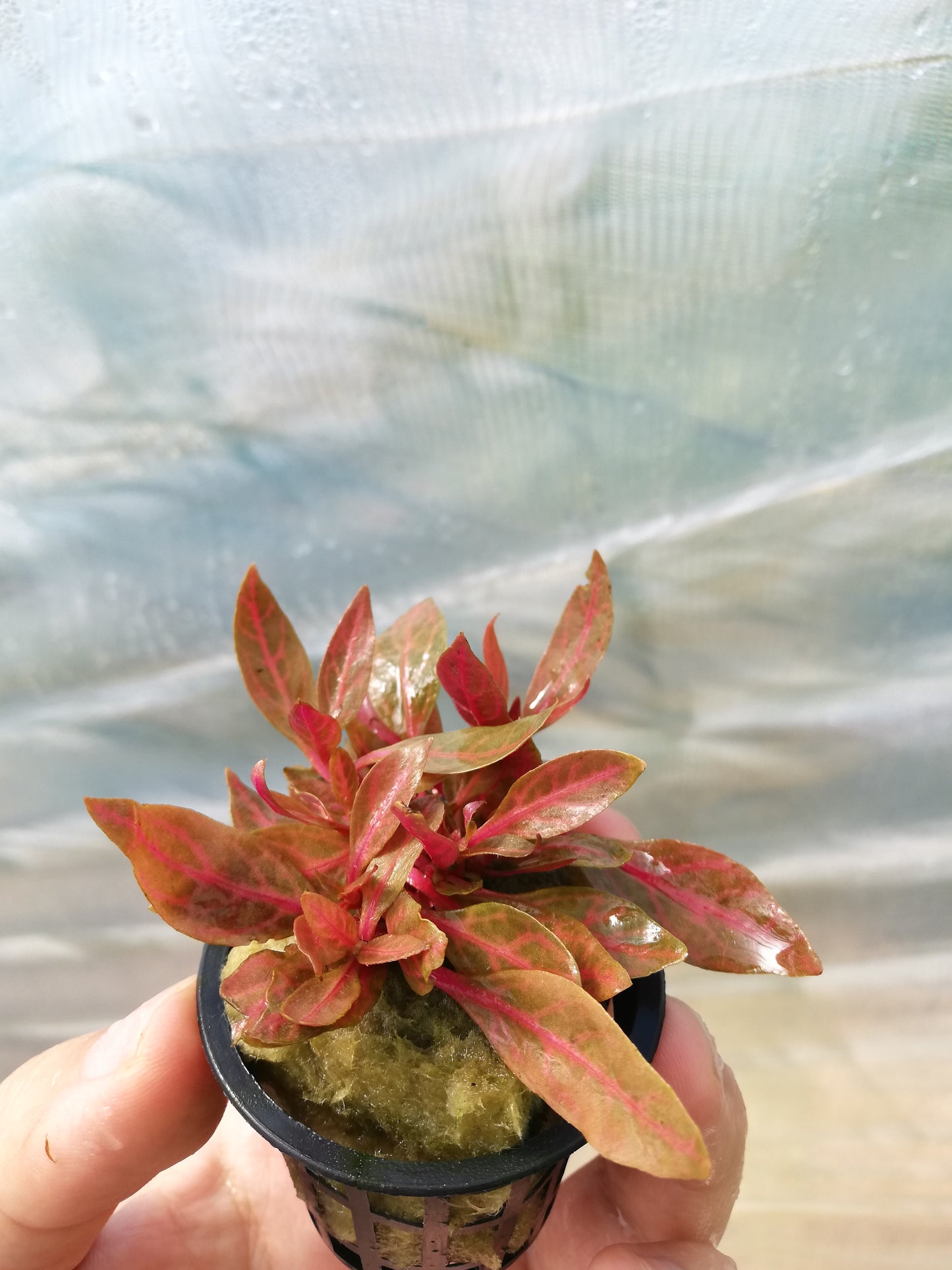 Alternanthera Variegata