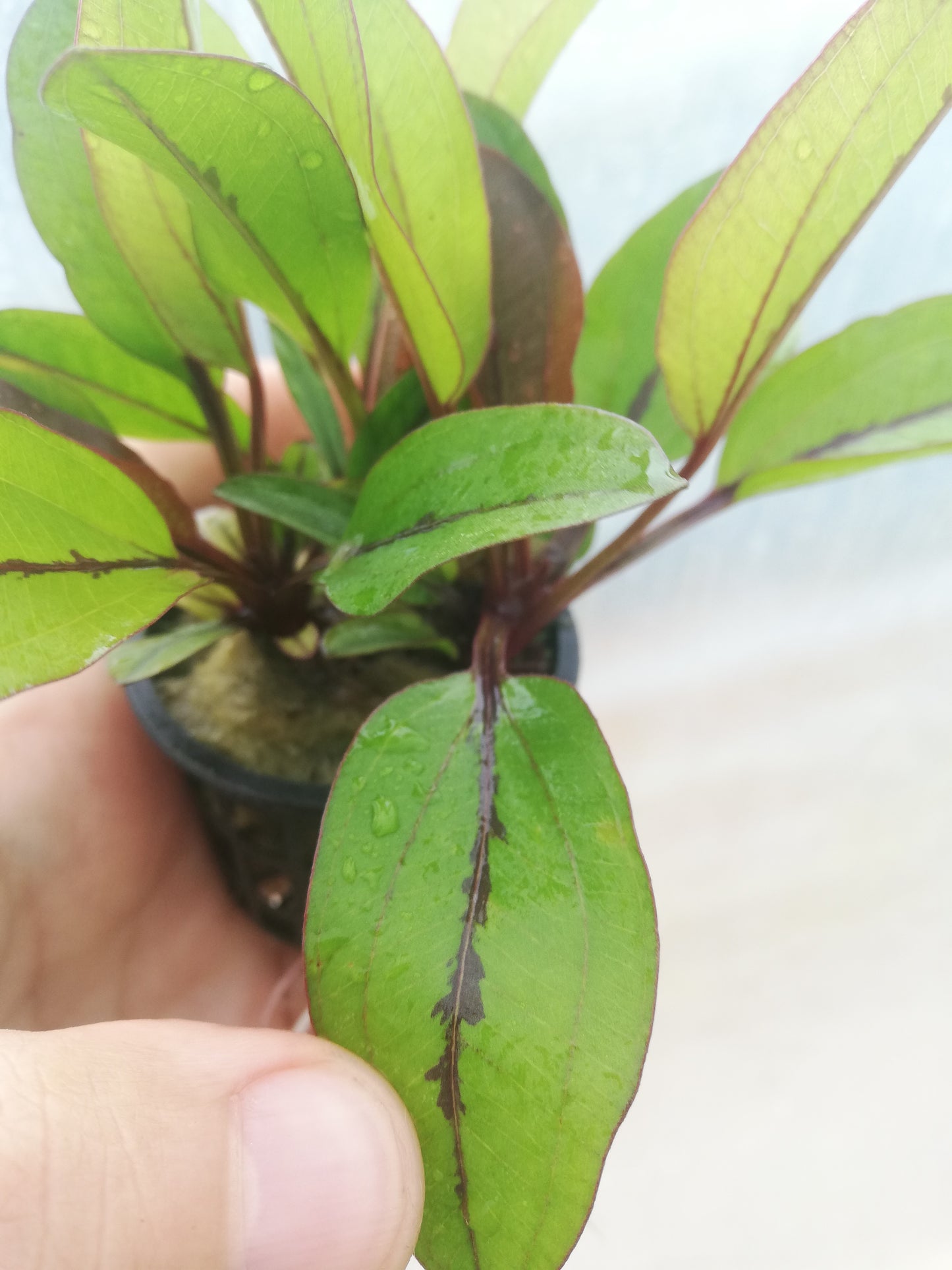 Echinodorus Devils Eye