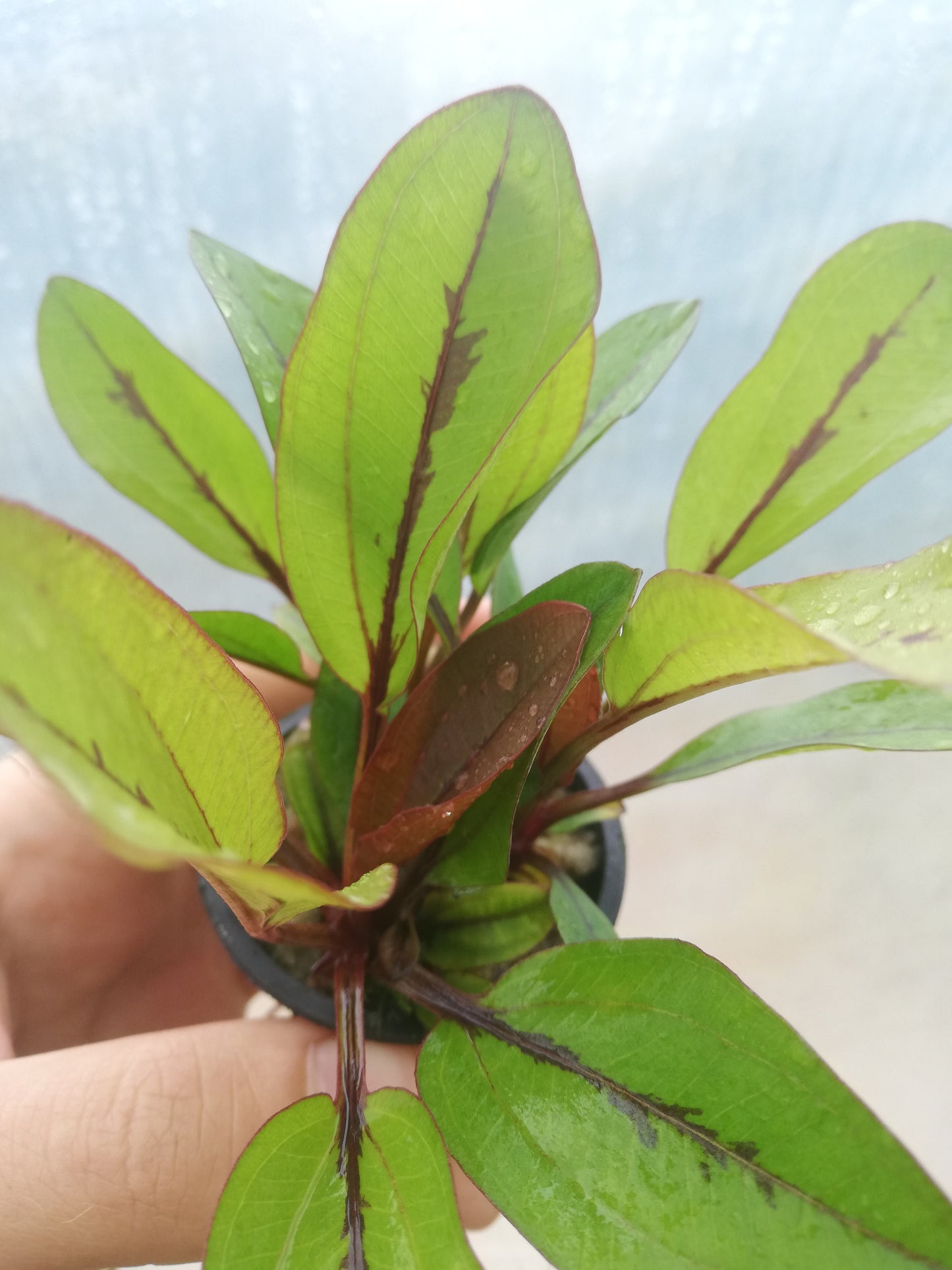 Echinodorus Devils Eye