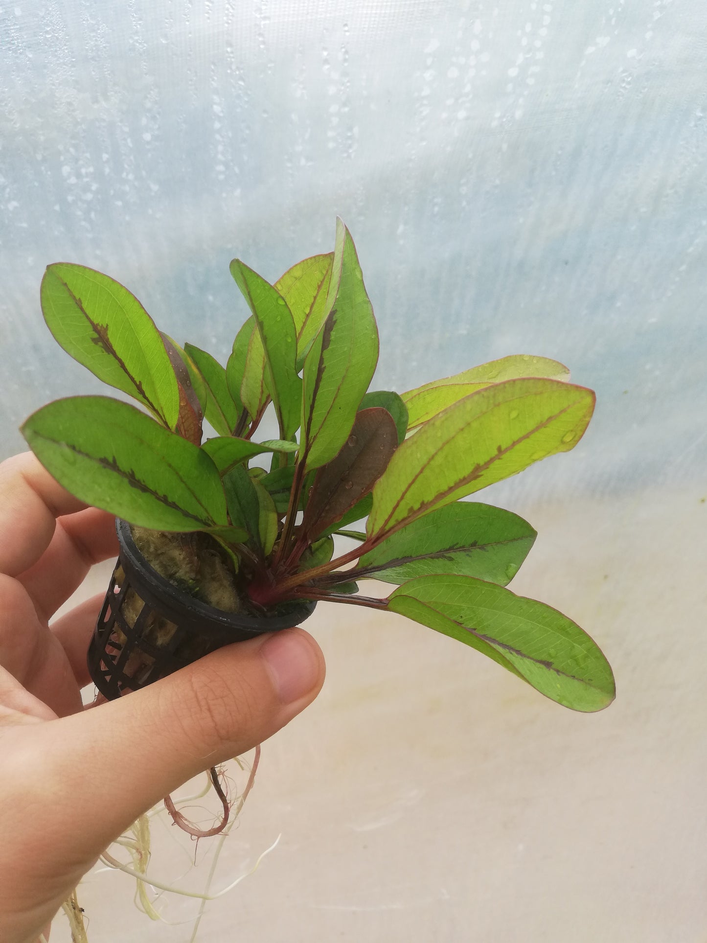 Echinodorus Devils Eye
