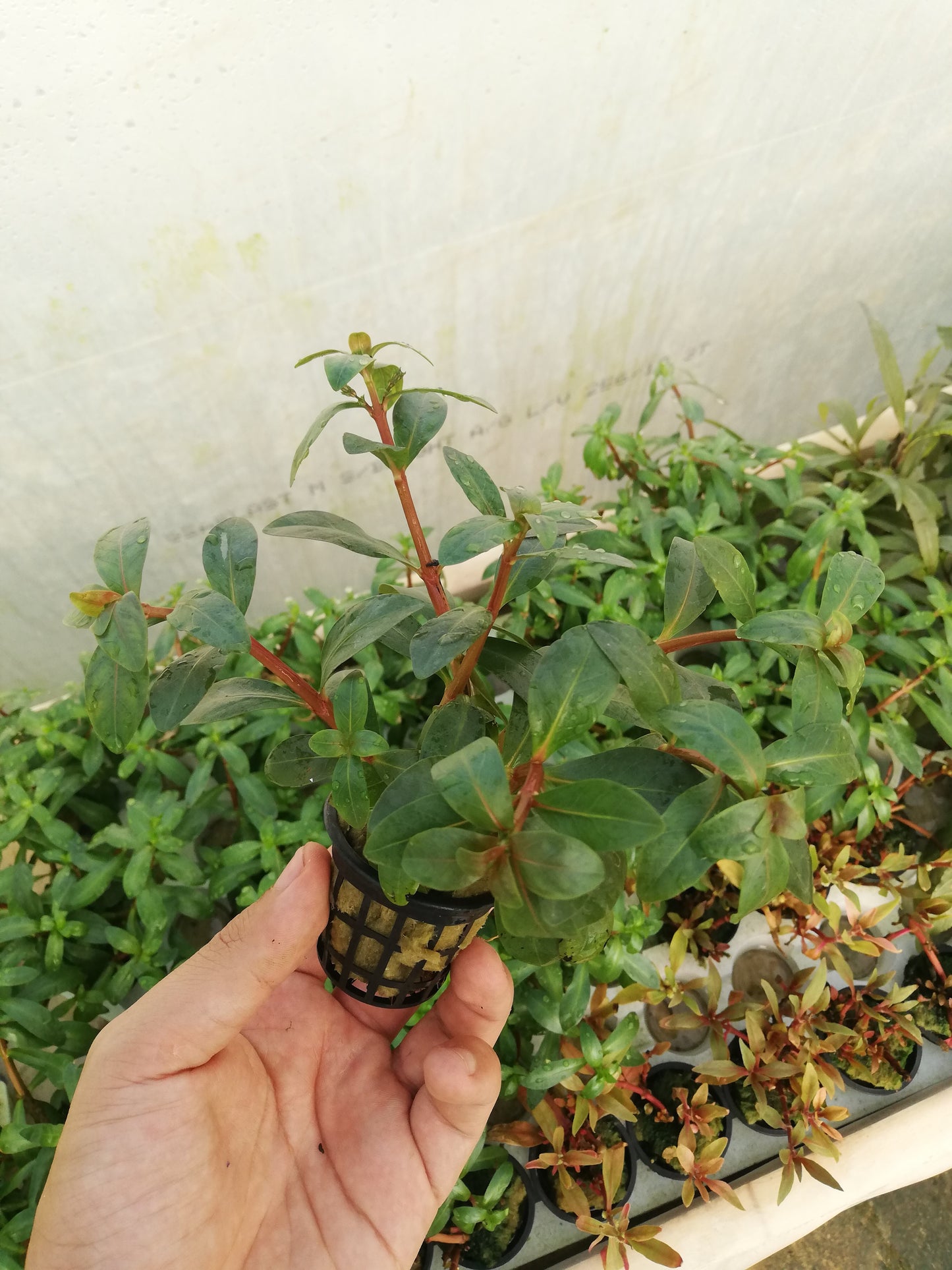 Nesaea crassicalis