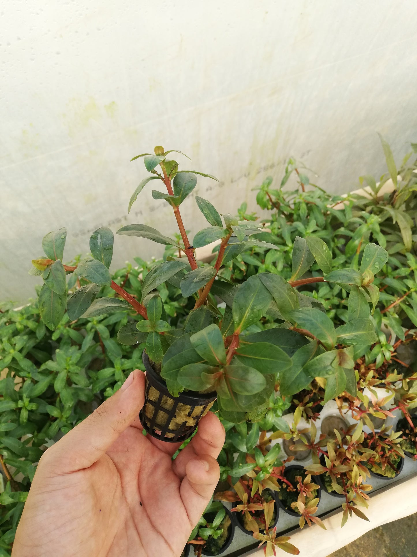 Nesaea crassicalis
