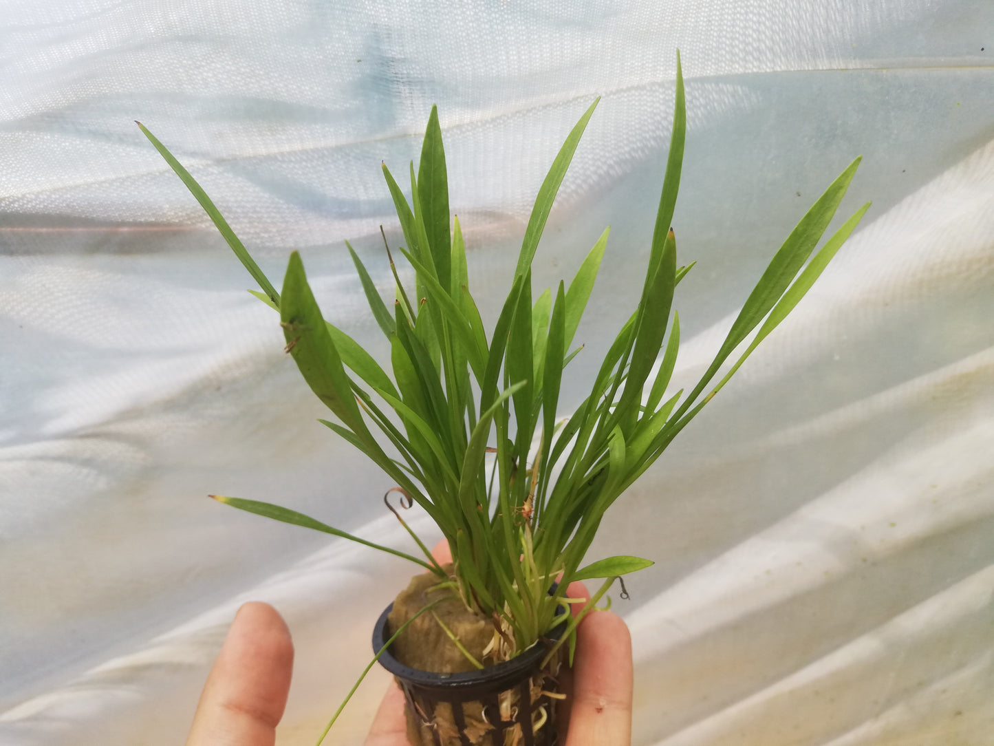 Echinodorus magdalensis