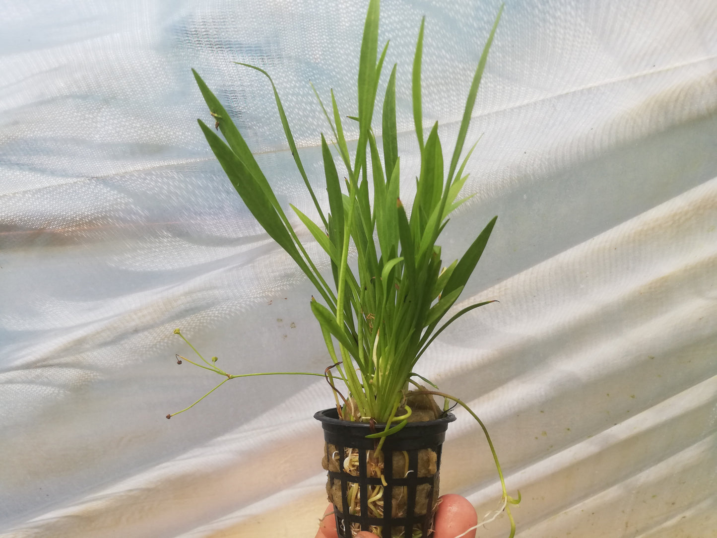 Echinodorus magdalensis