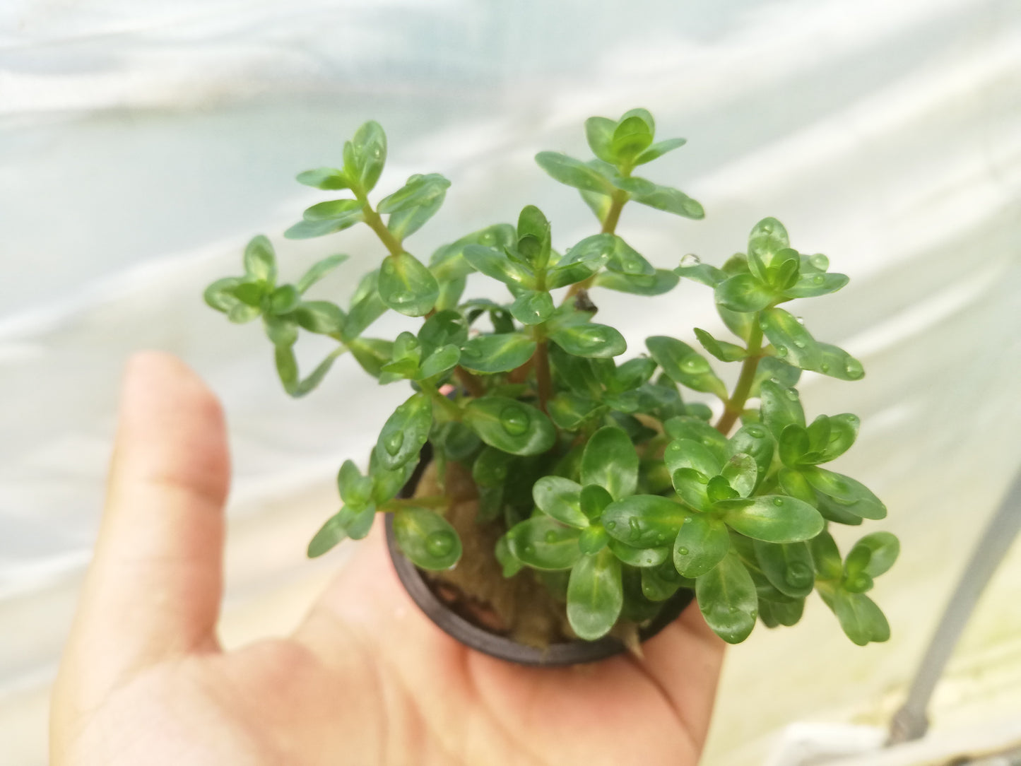 Rotala indica ( Ammania sp. bonsai)