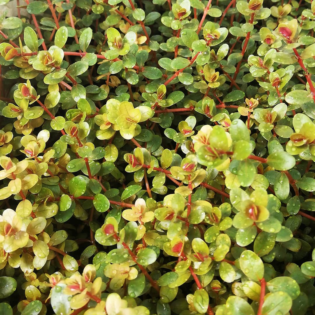 Rotala Orange Juice