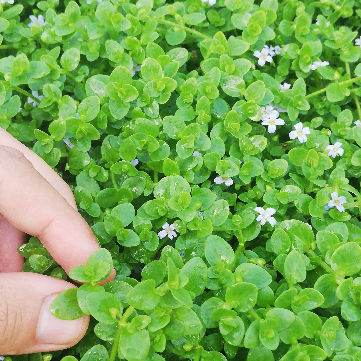 Bacopa austaliana