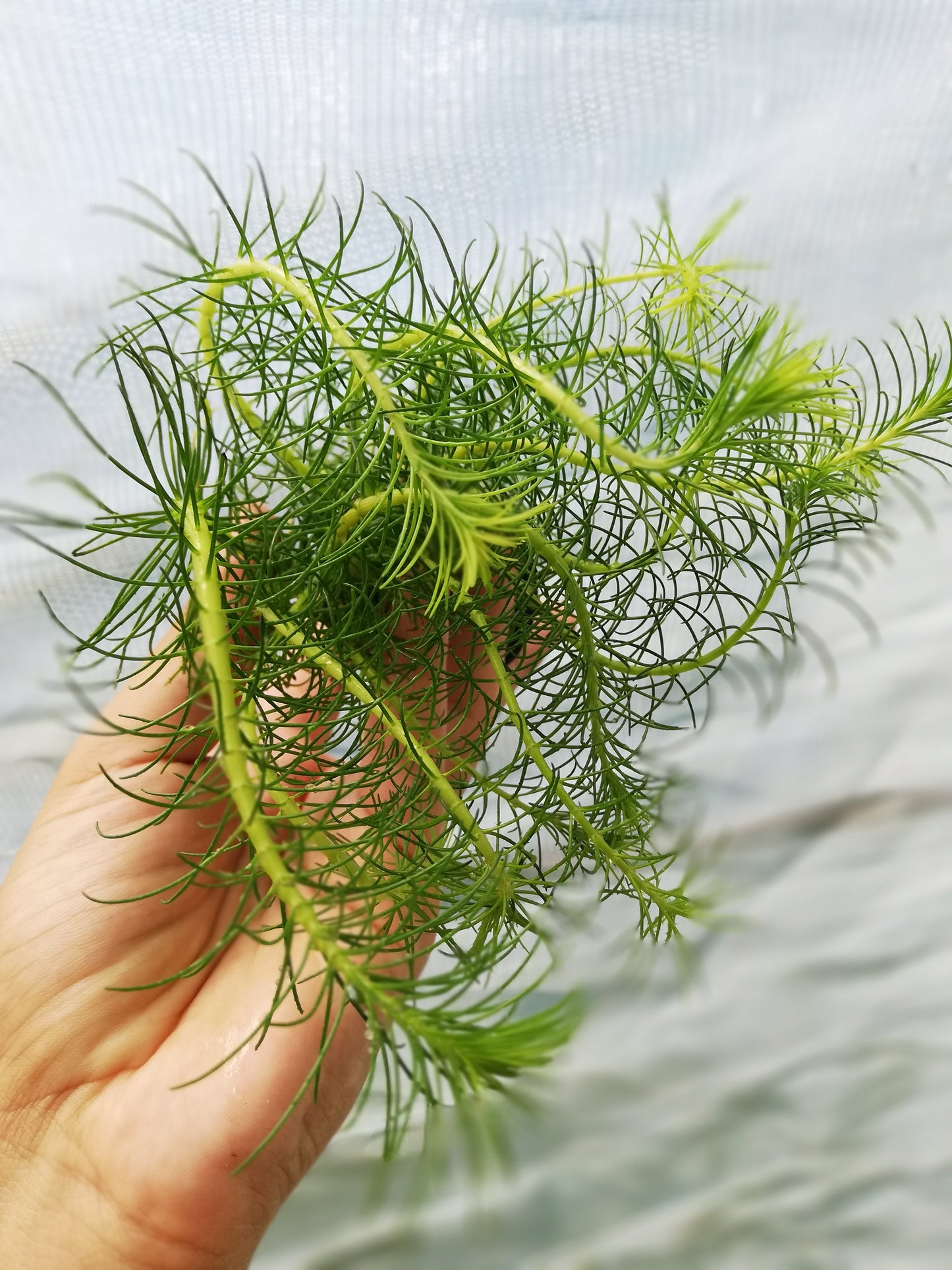 Bacopa Myriophylloides