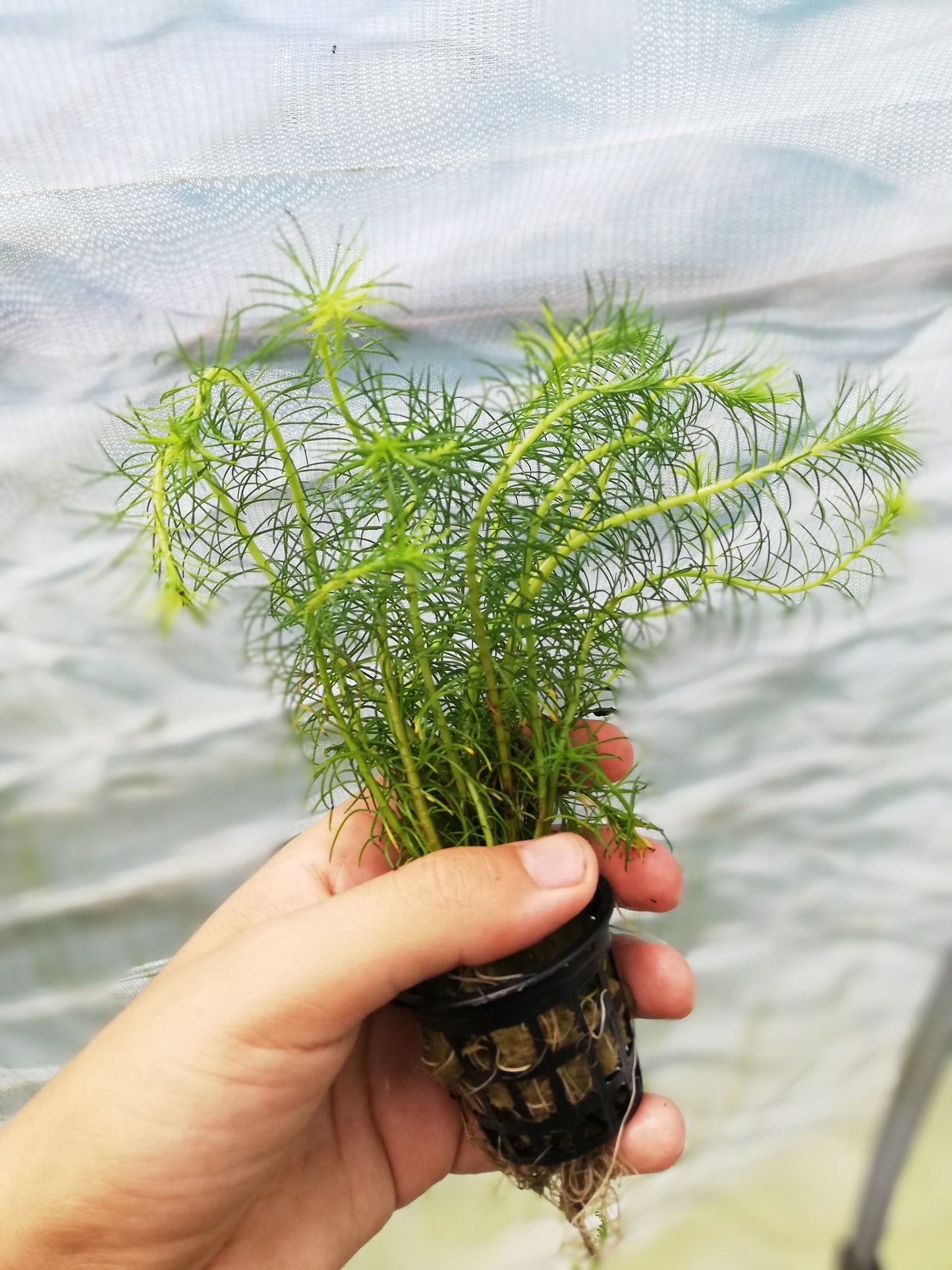 Bacopa Myriophylloides