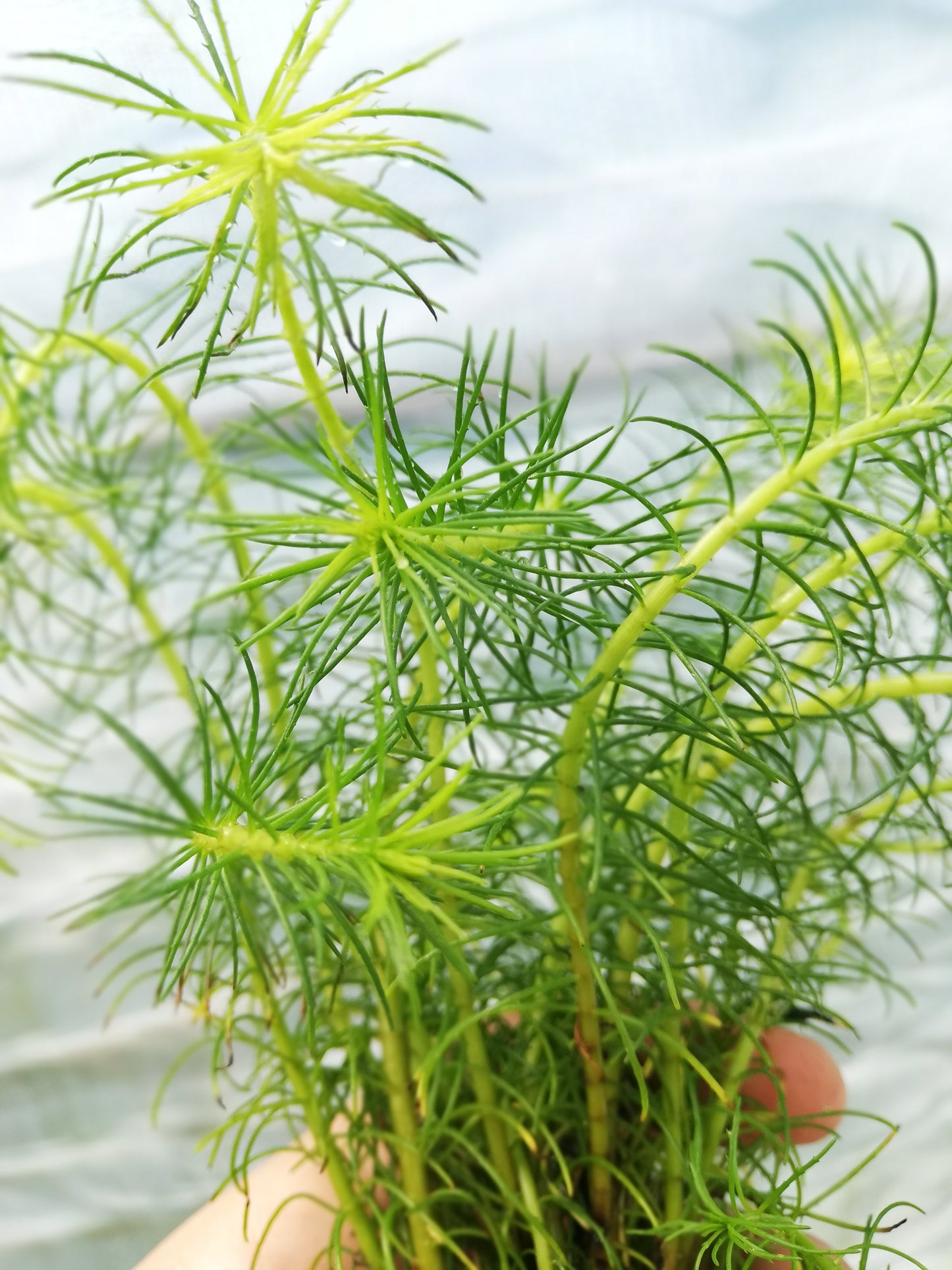 Bacopa Myriophylloides