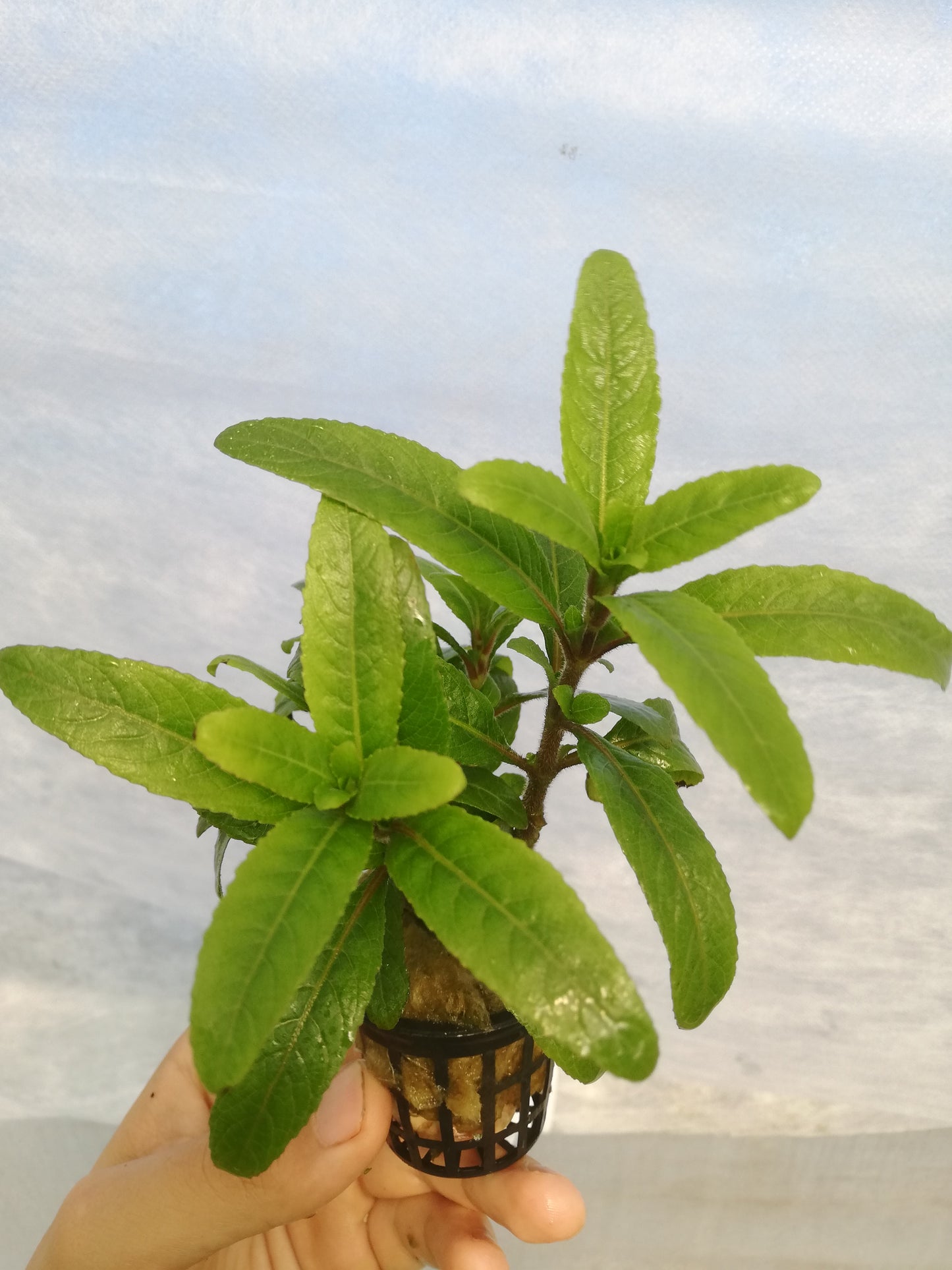 Staurogyne sp. "bihar"
