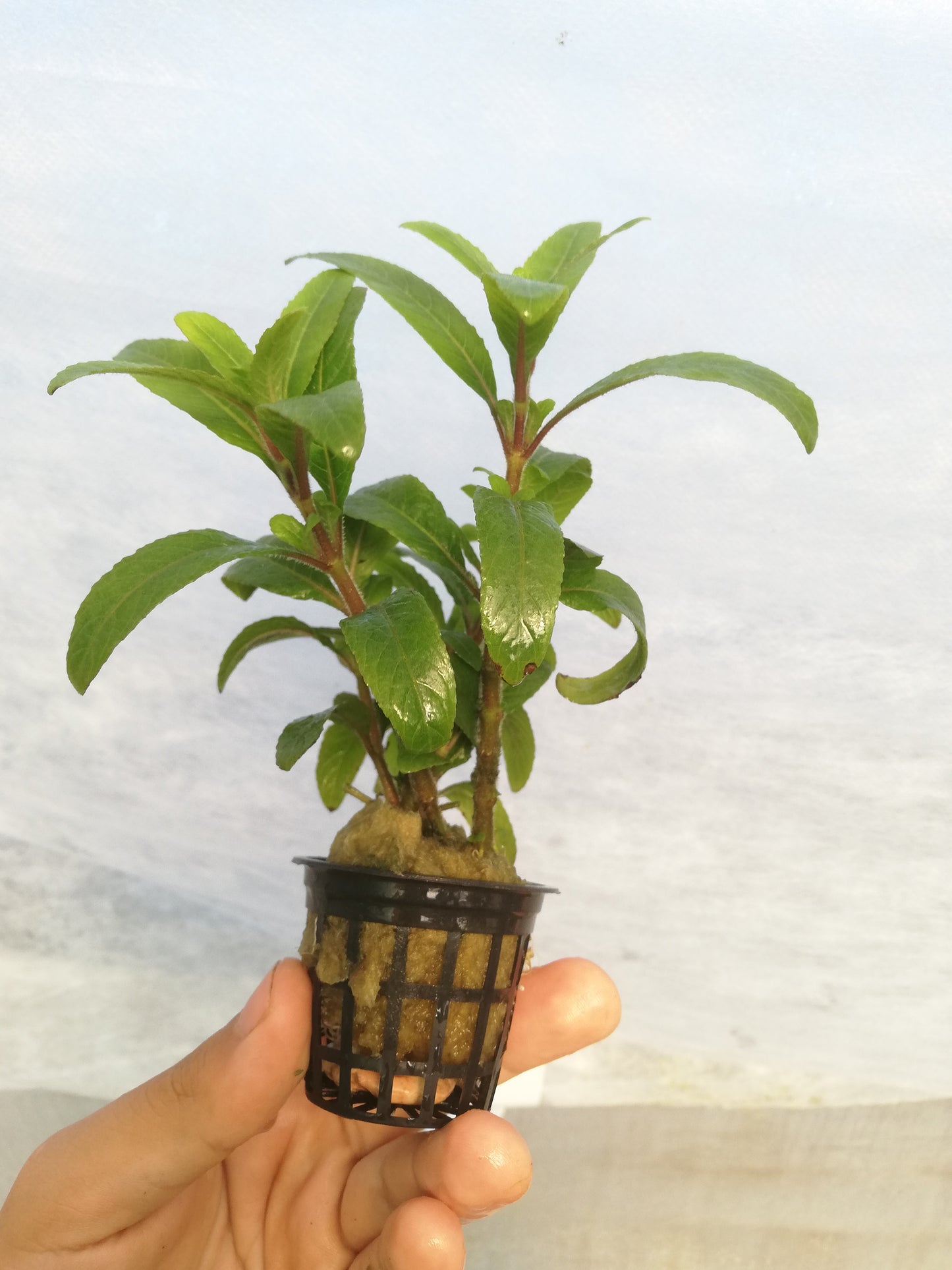 Staurogyne sp. "bihar"