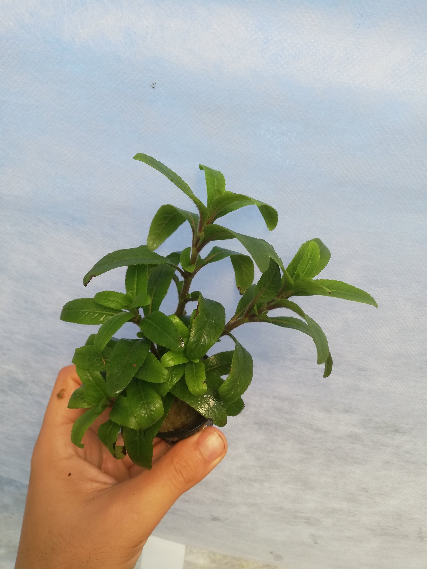 Staurogyne sp. "bihar"