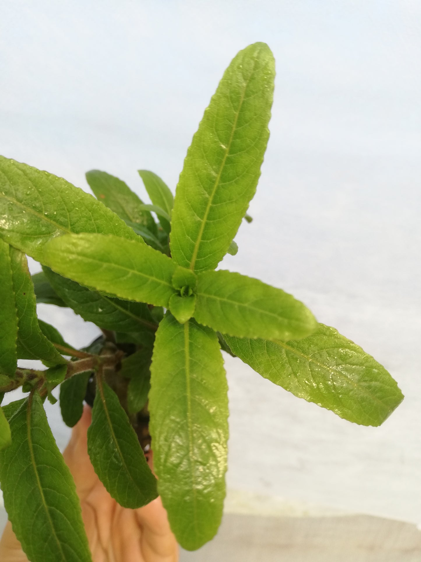 Staurogyne sp. "bihar"