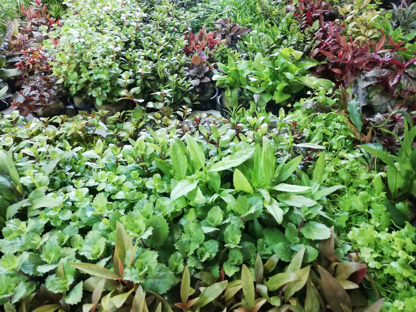 Assortimento 50 piante