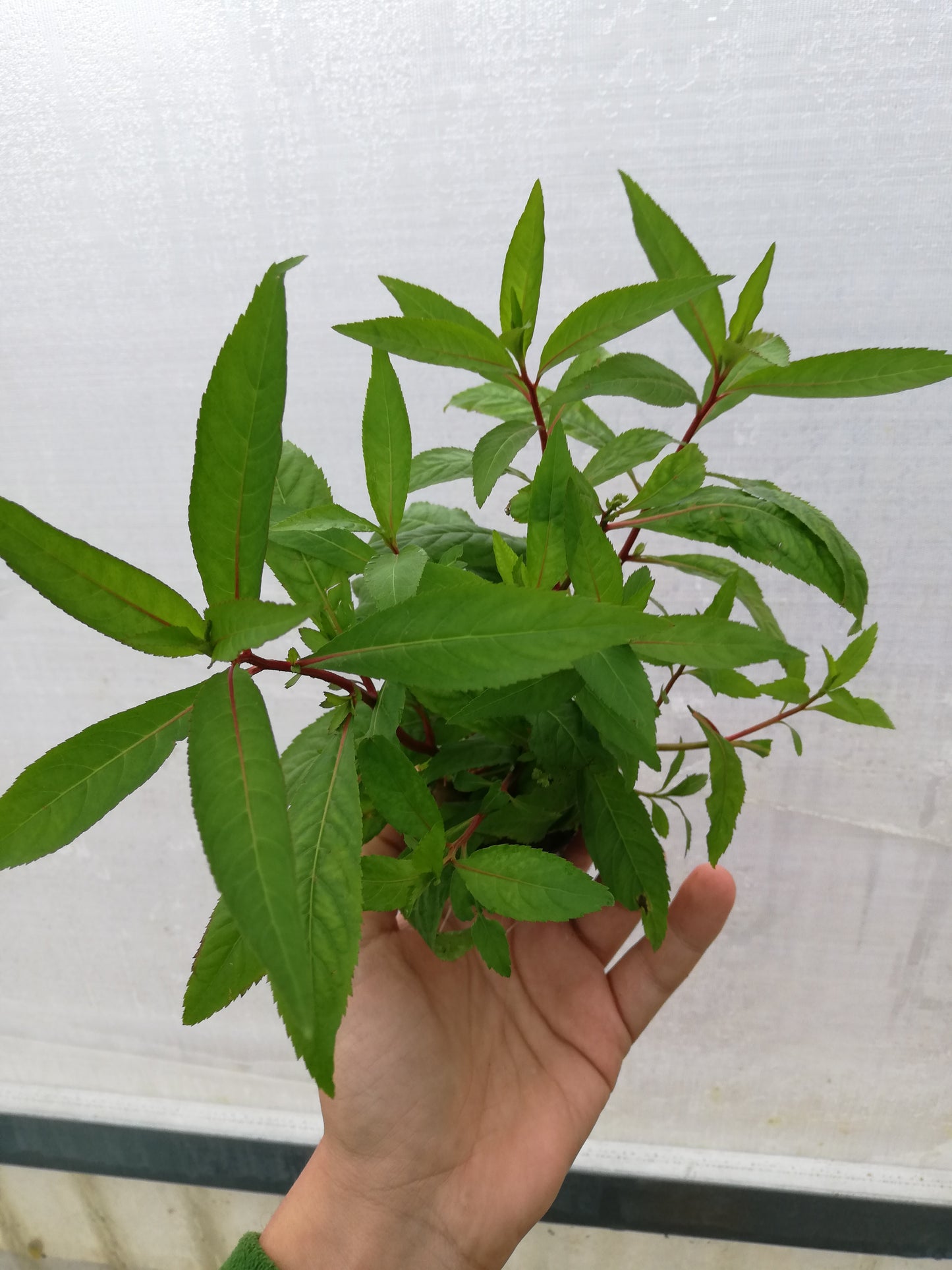 PENTHORUM SEDOIDES