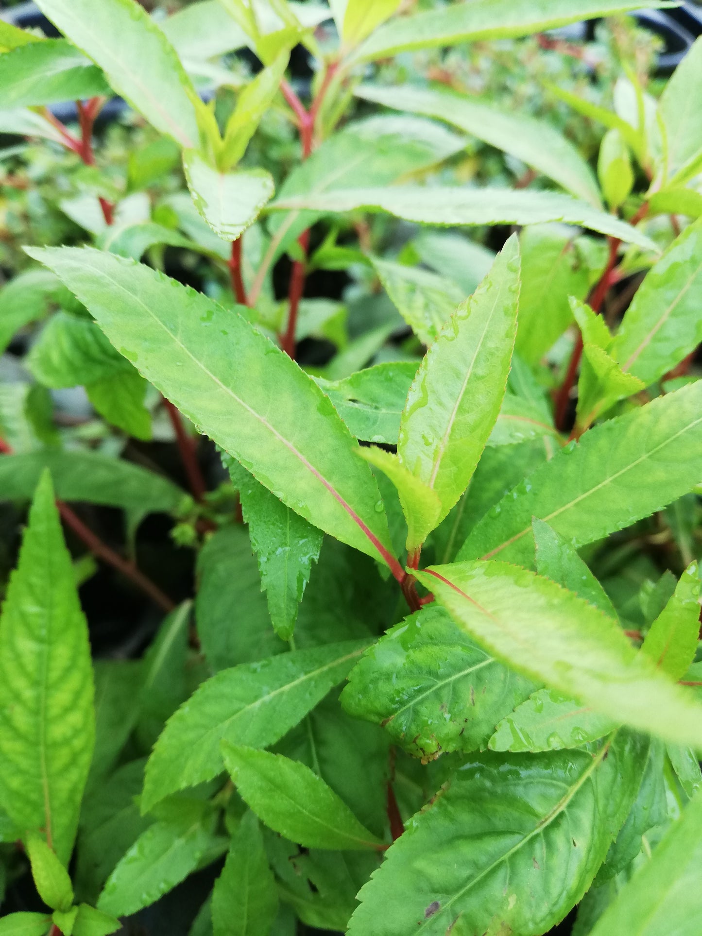 PENTHORUM SEDOIDES