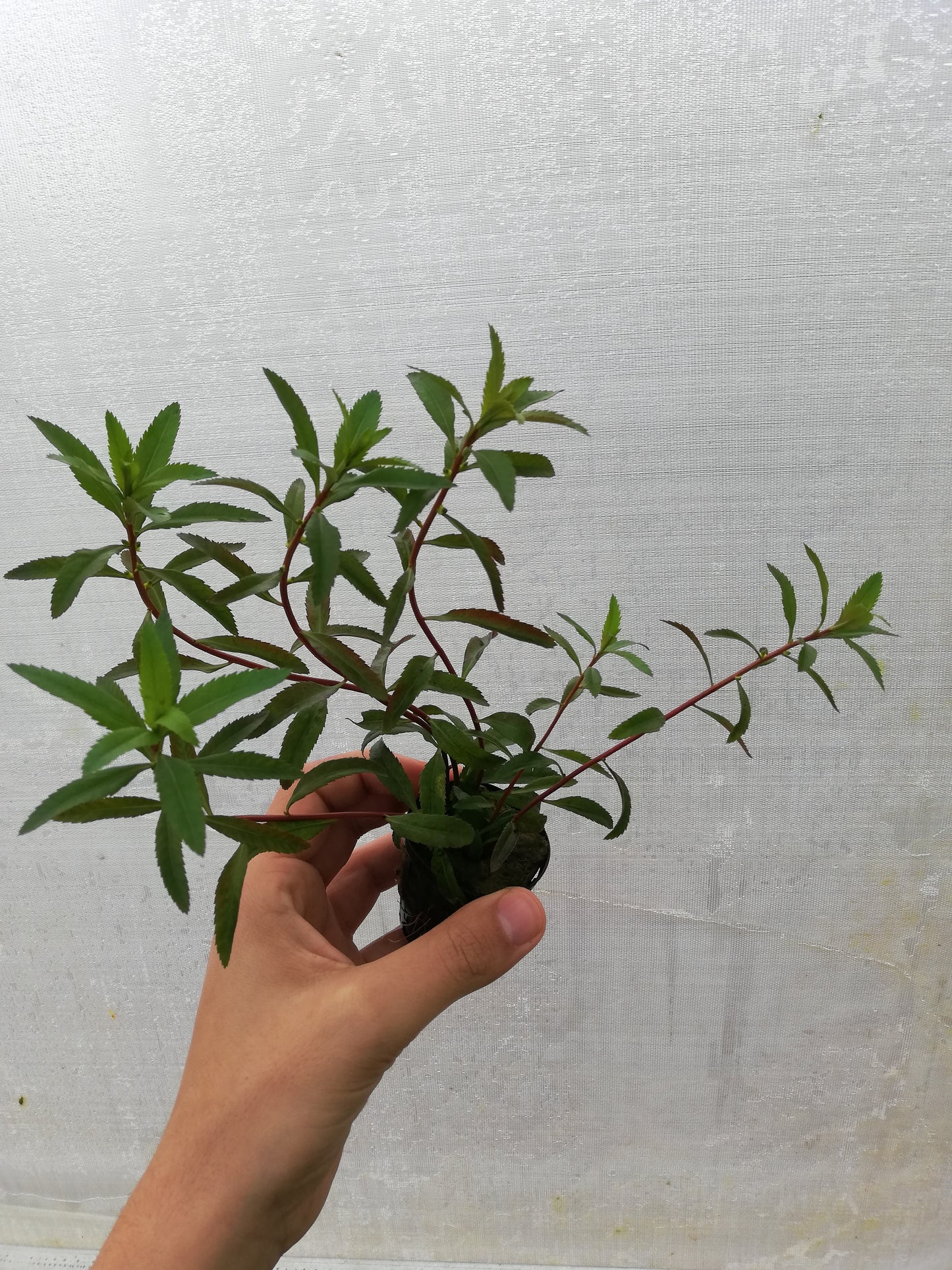 Proserpinaca palustris
