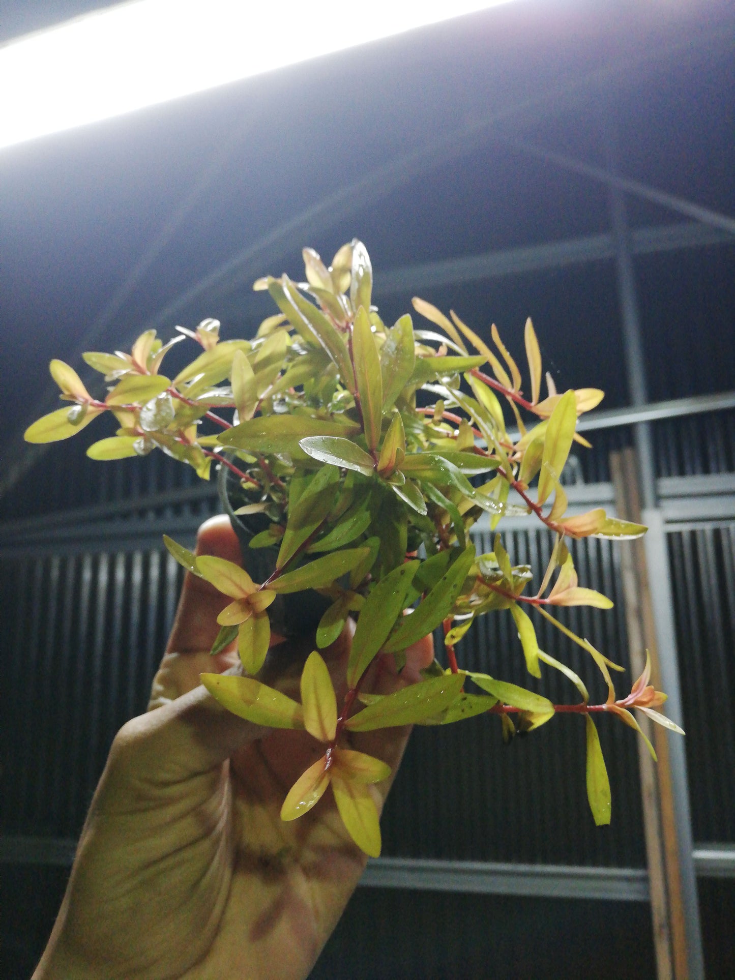 Nesaea pedicellata golden