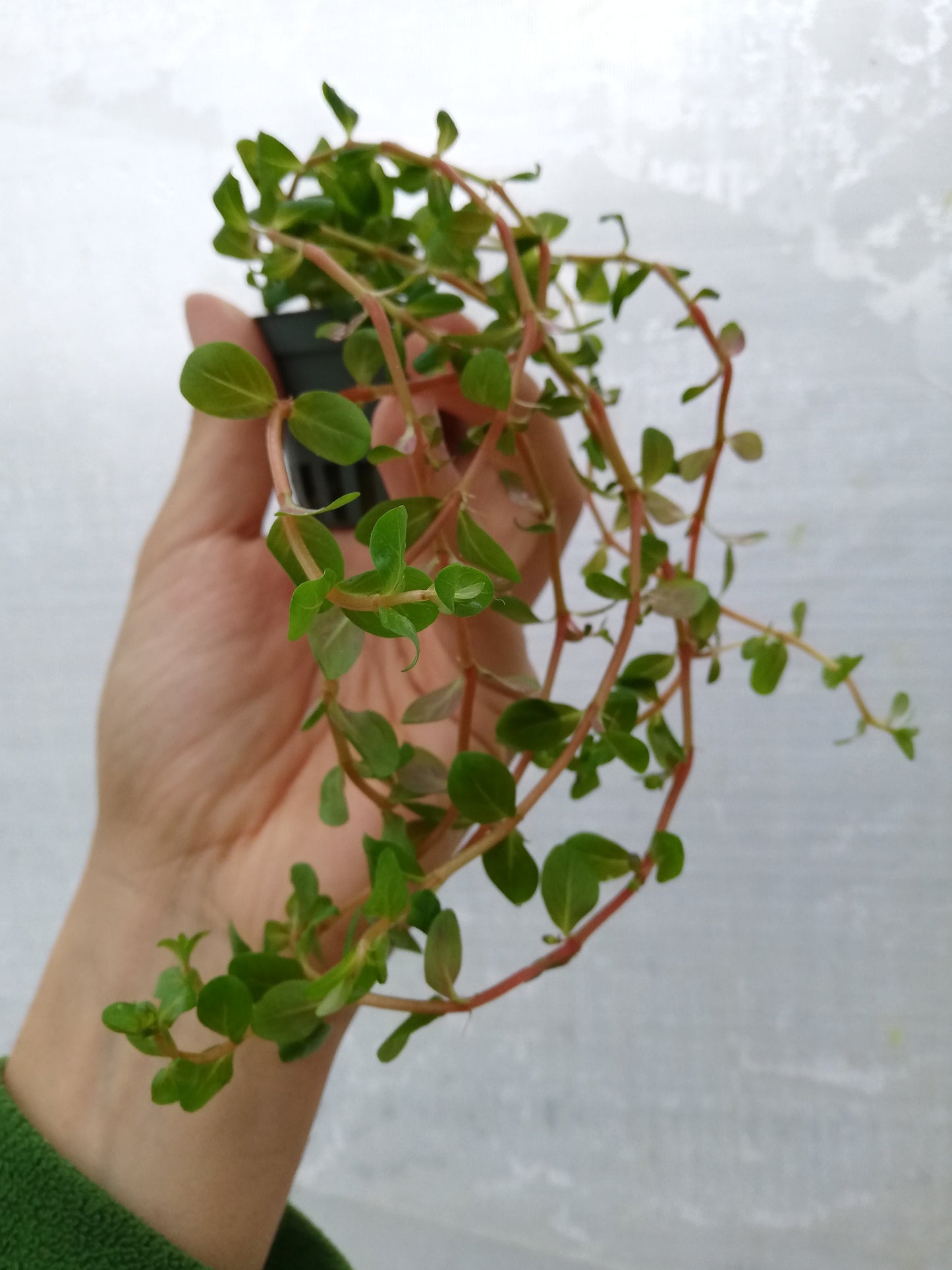 Rotala Vietnam h'ra