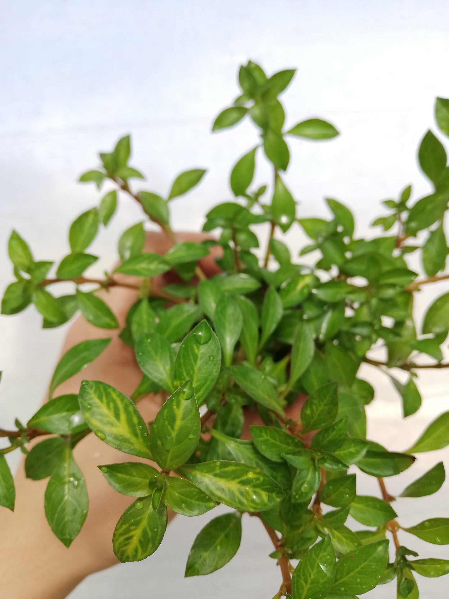 Ludwigia parigata