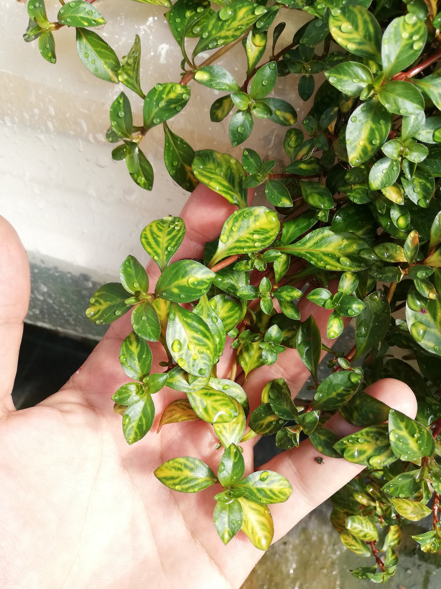 Ludwigia parigata