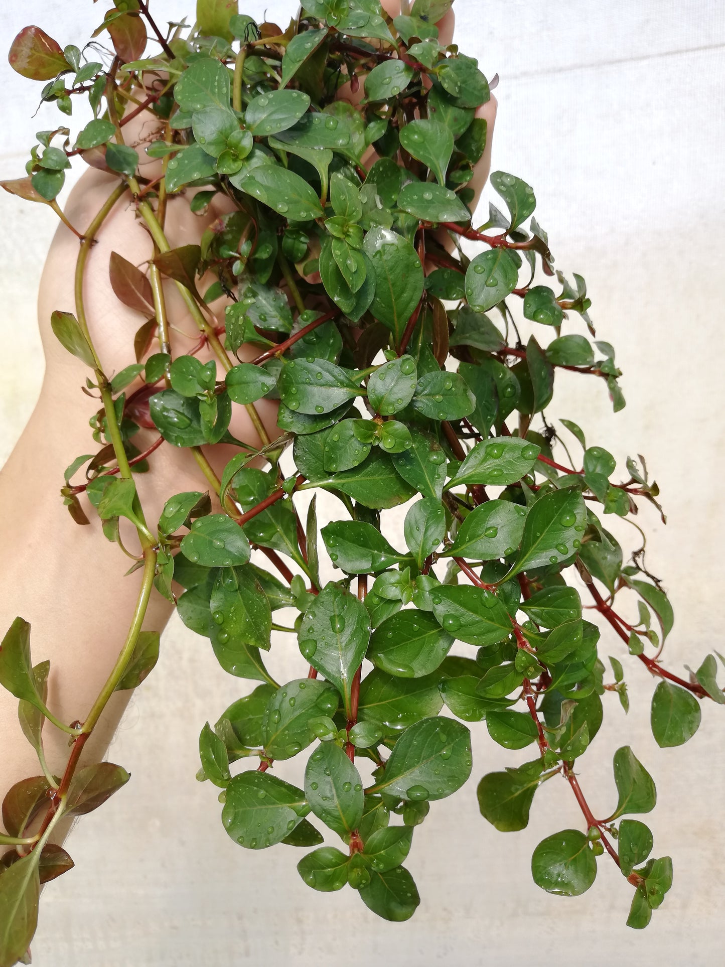 Ludwigia mesenkana