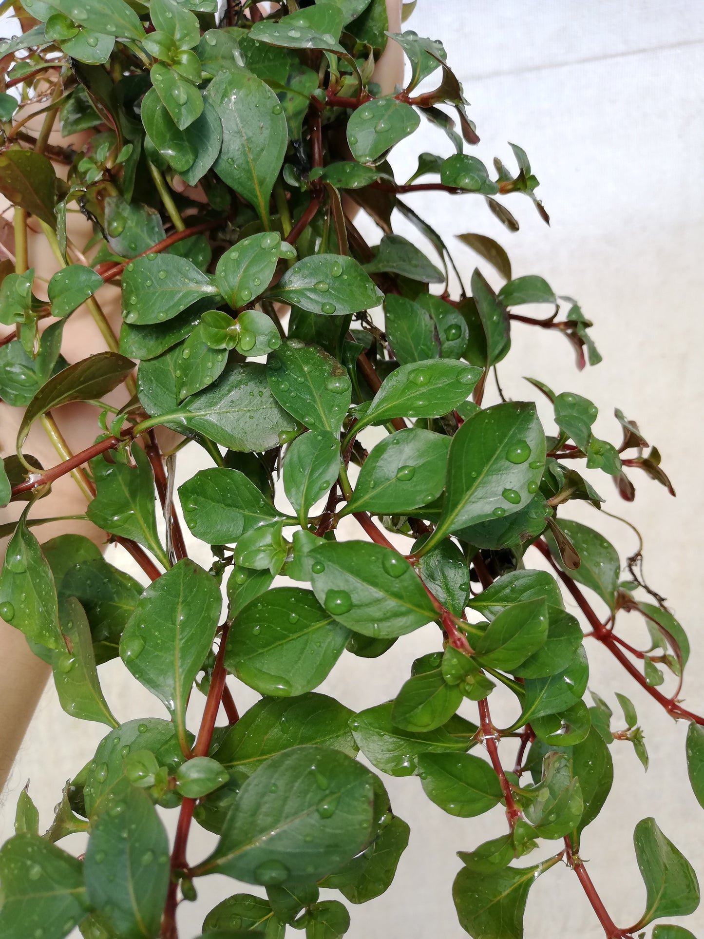 Ludwigia mesenkana