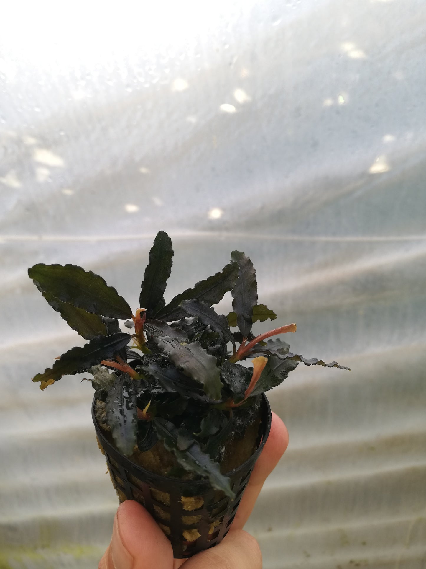Bucephalandra Biblis