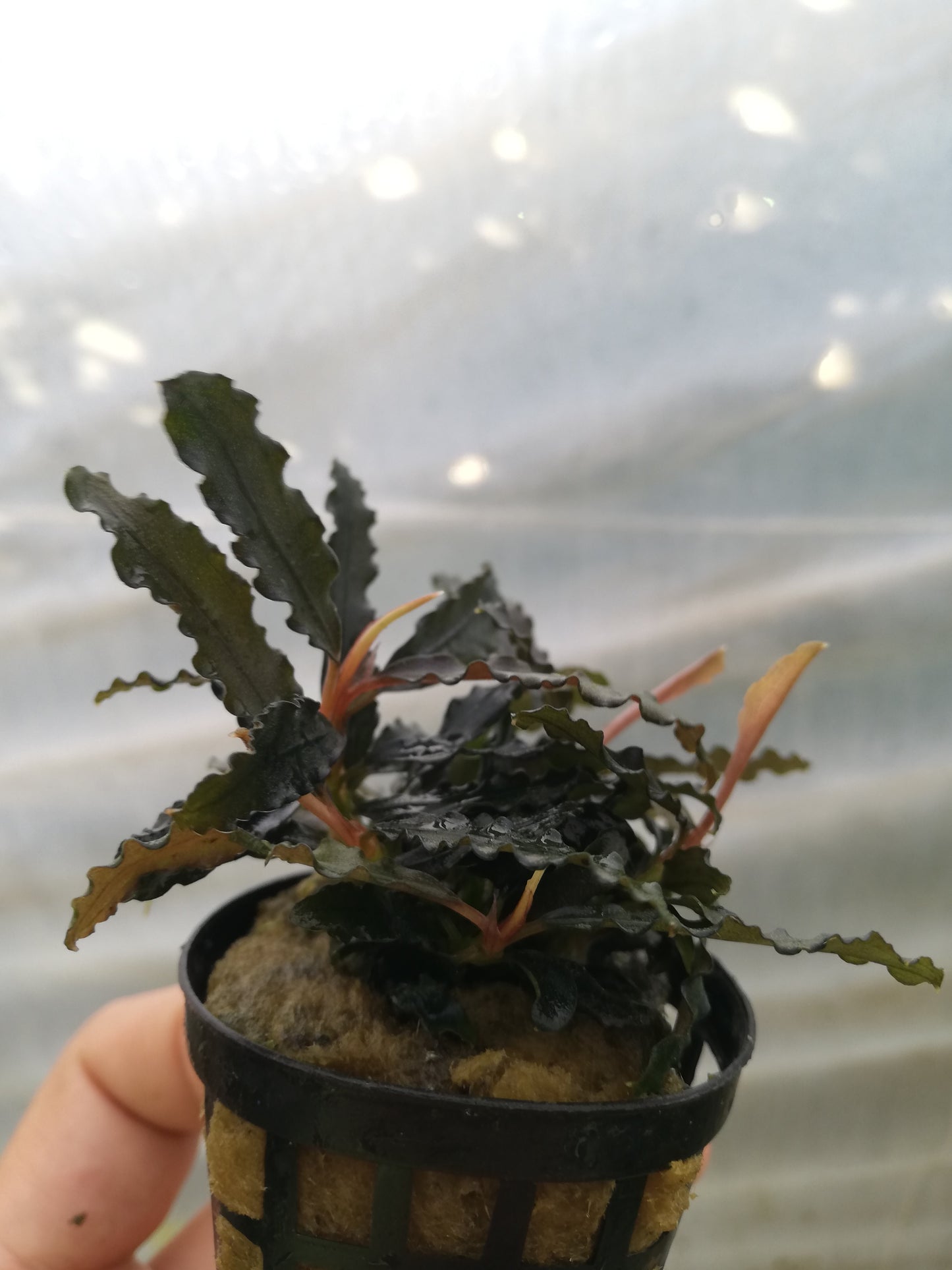 Bucephalandra Biblis