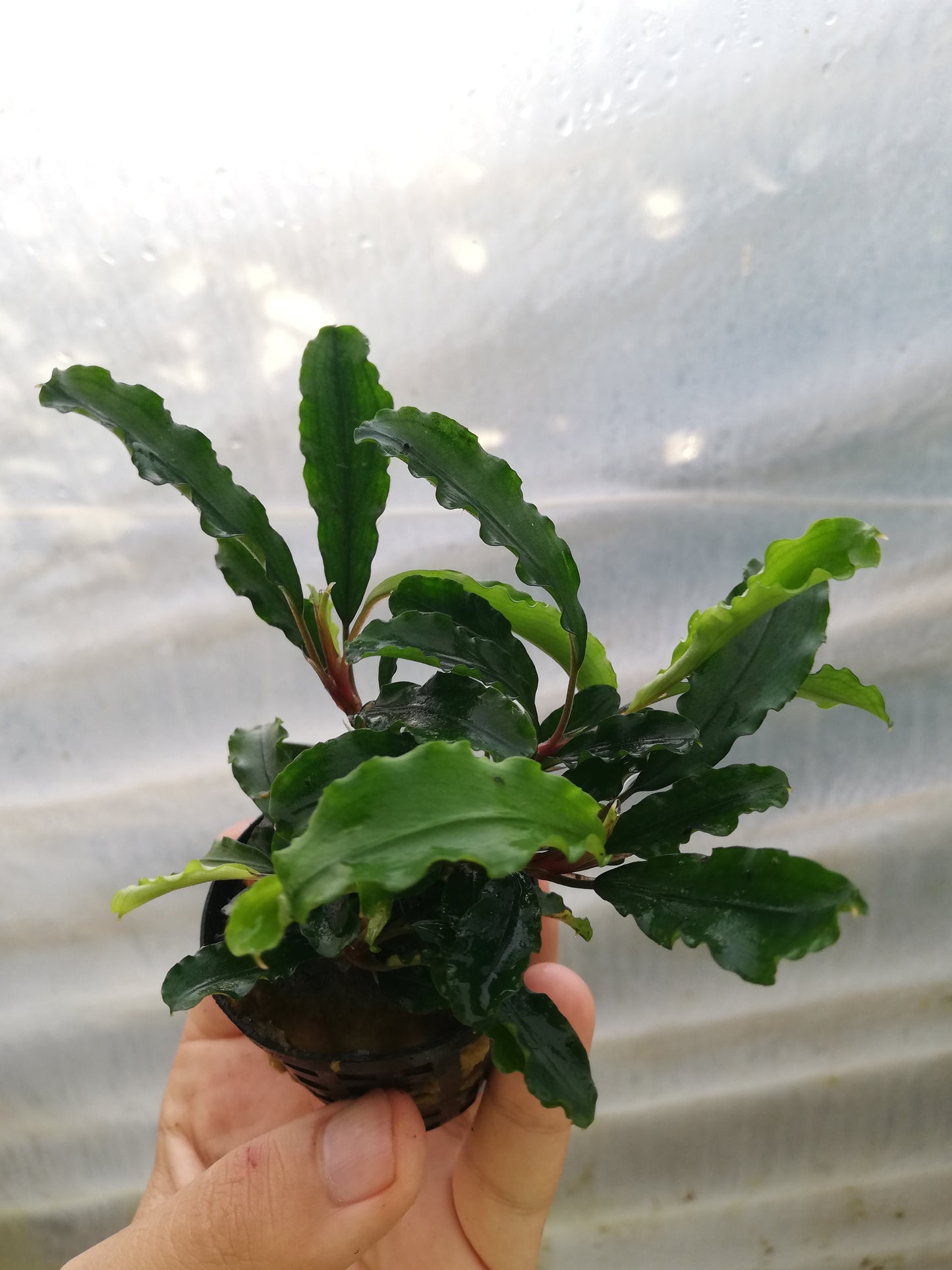Bucephalandra Green Valvet