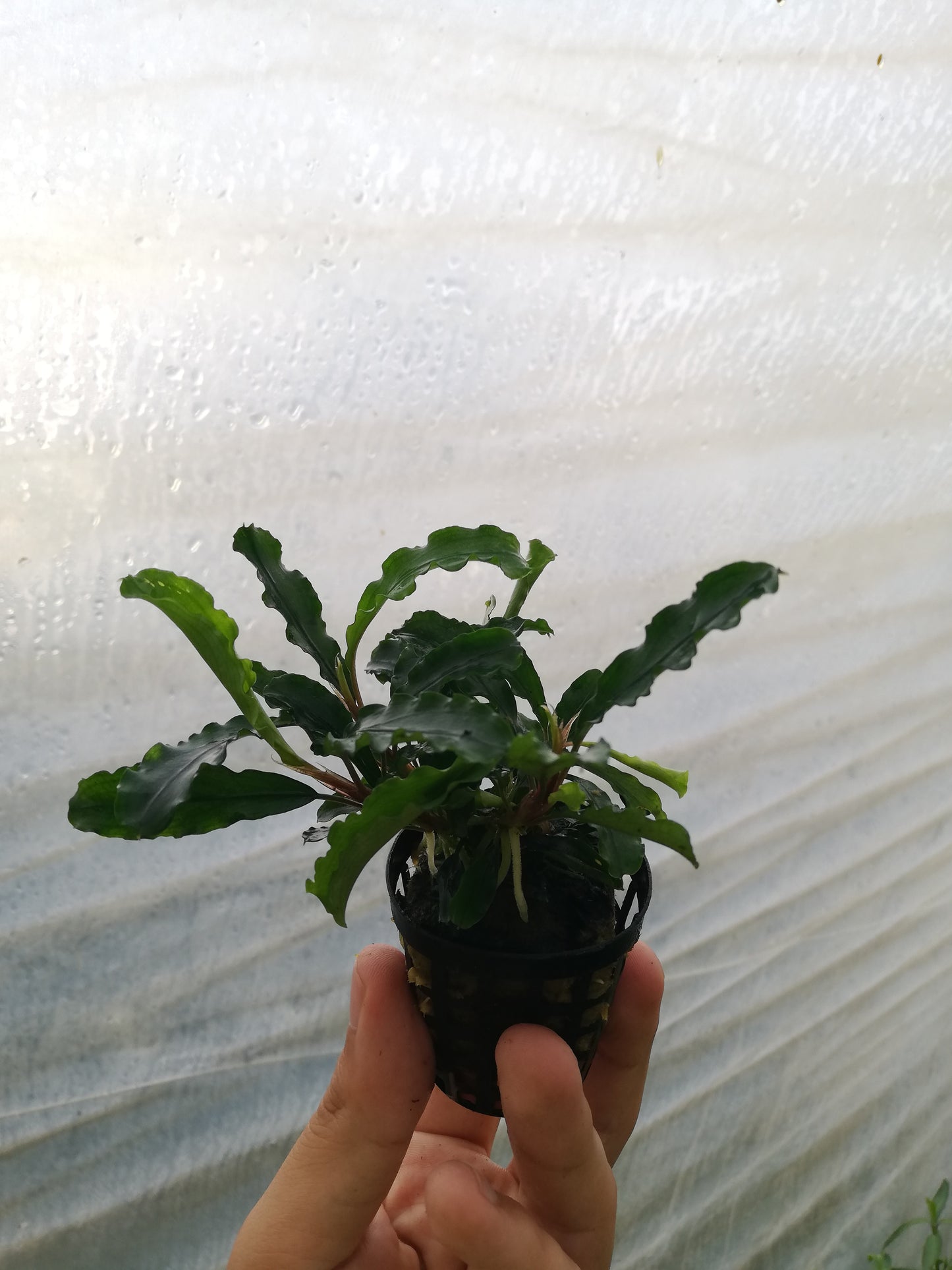Bucephalandra Green Valvet