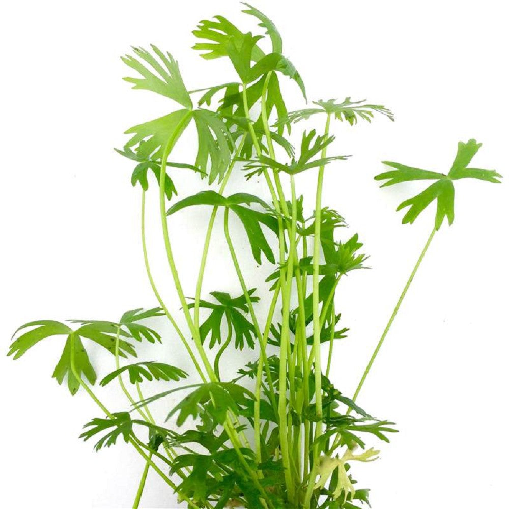 Ranunculus inundatus