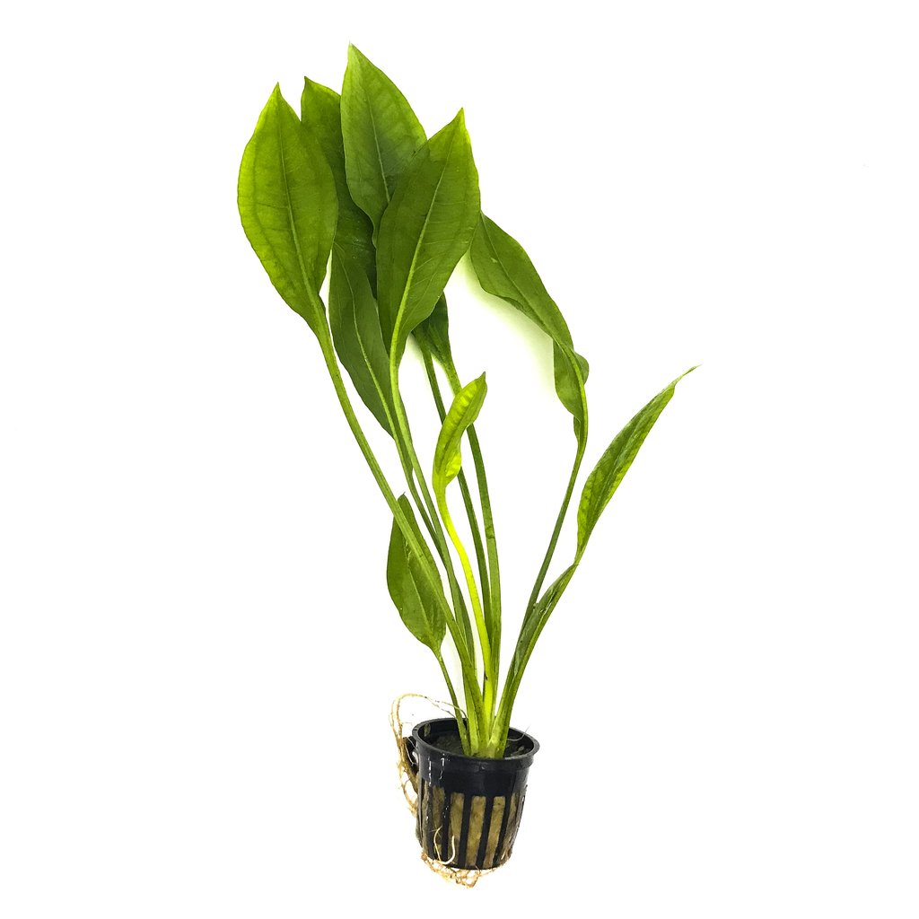 Echinodorus amazonicus