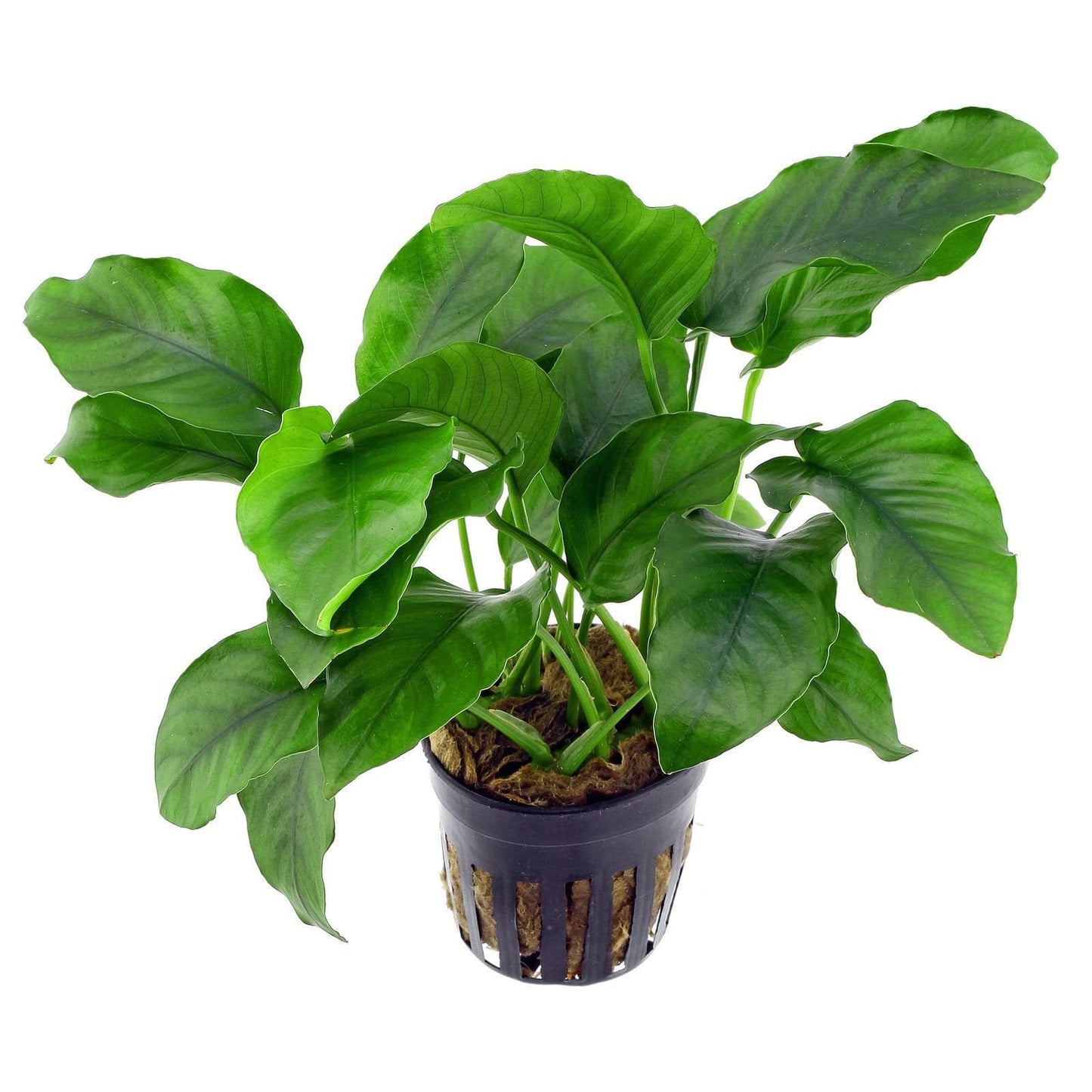 Anubias Barteri - Mastplants