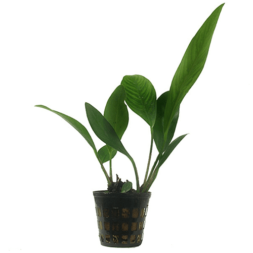 Anubias congensis - Mastplants